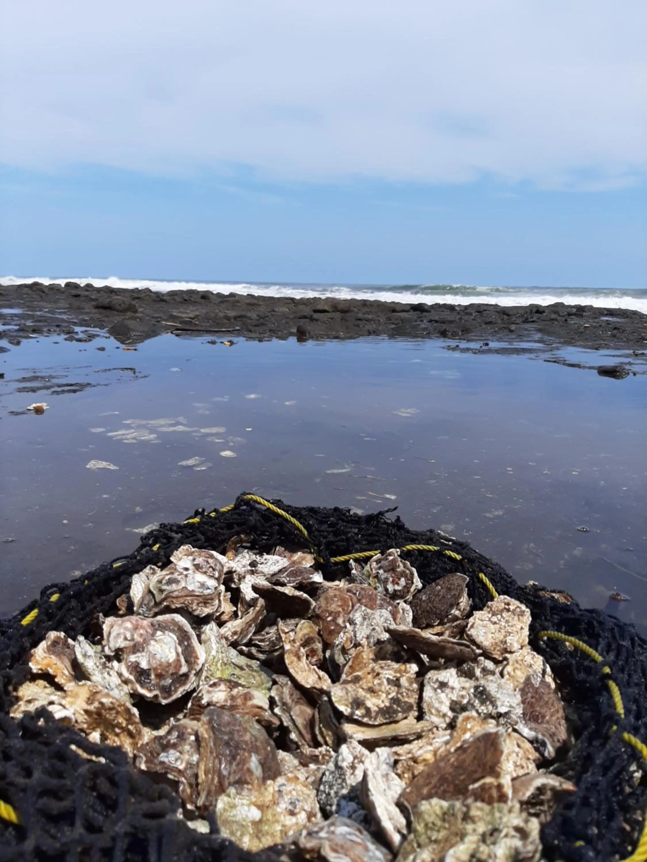 Natural landscape in Olas Permanentes El Zonte