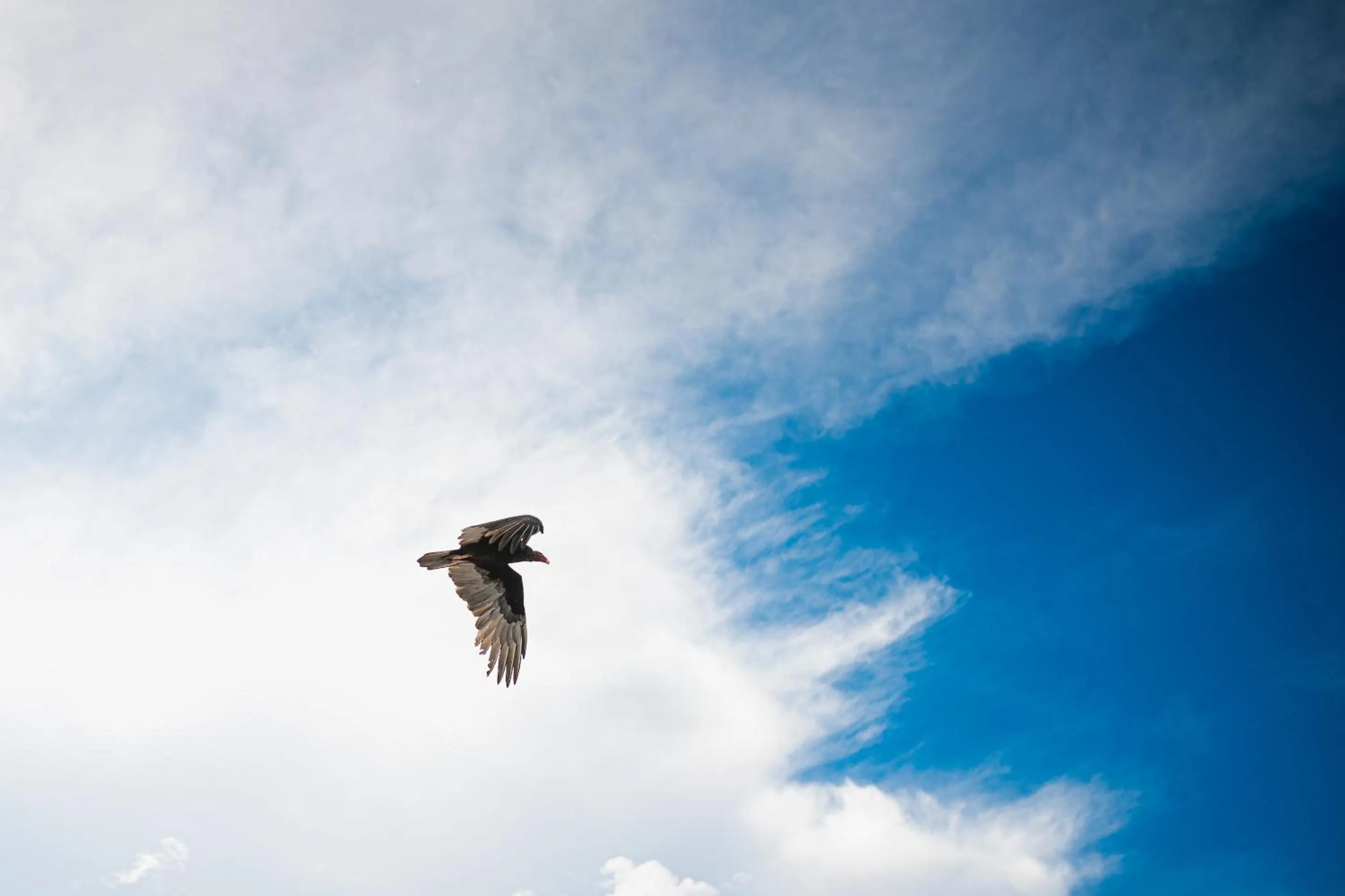 Animals in Hacienda Viga 2020 Hotel
