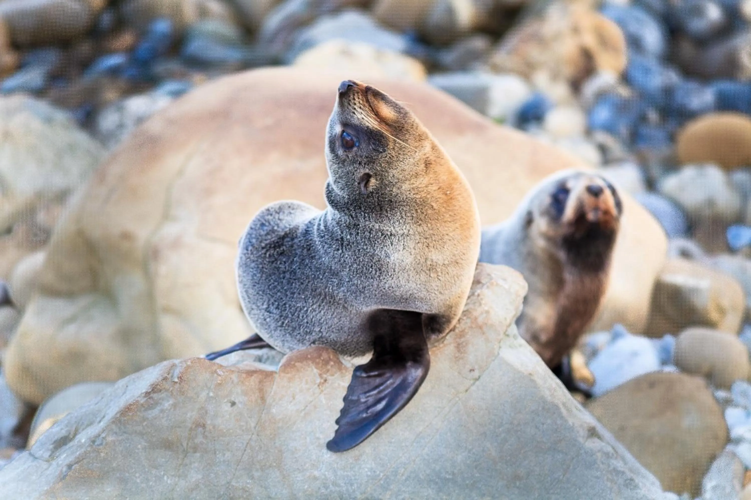 Animals in The Factory Luxury Accomodation