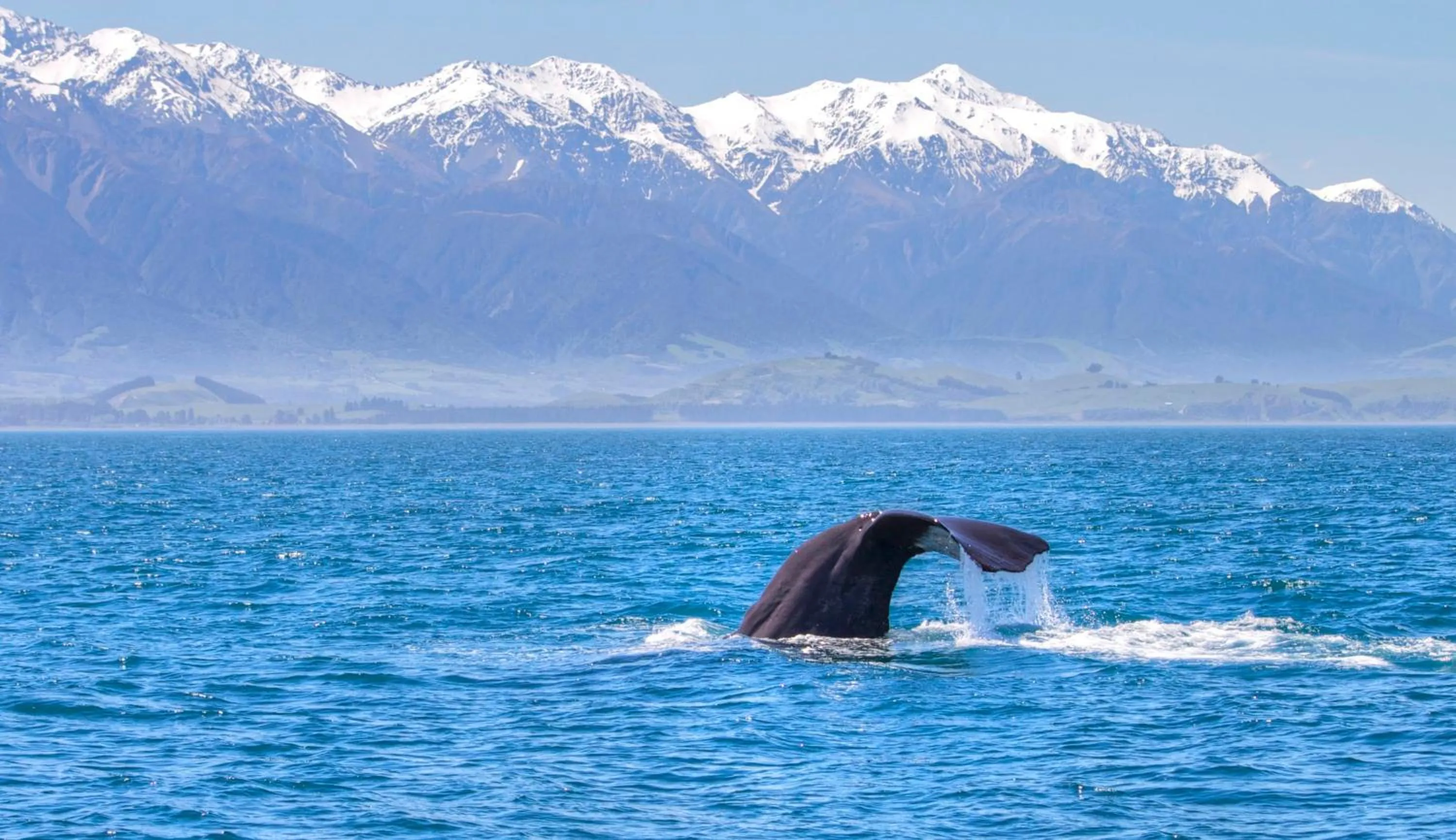 Animals in The Factory Luxury Accomodation