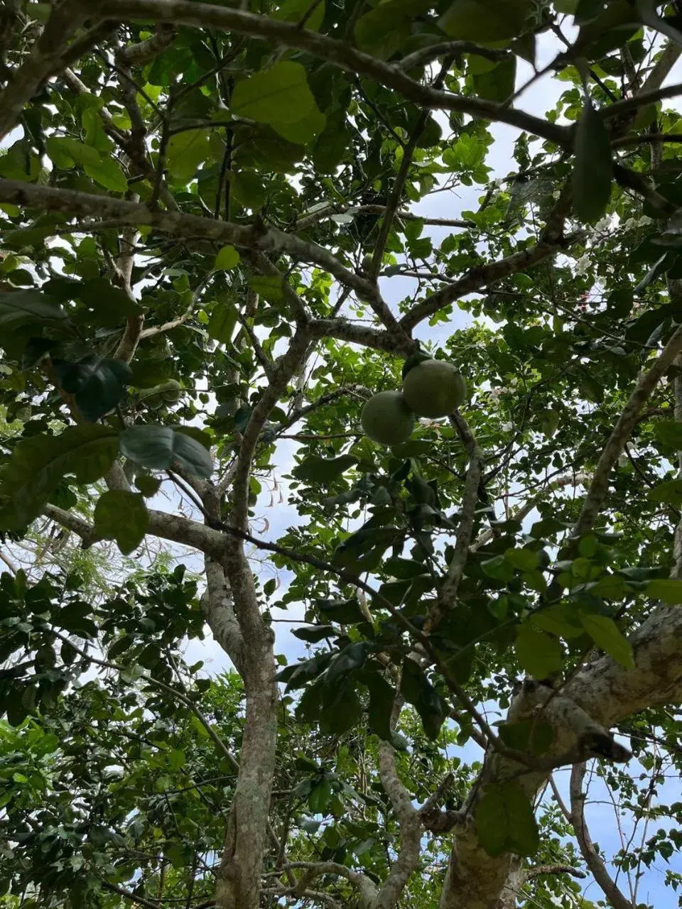 Coco Beach Resort Coco Beach Resort