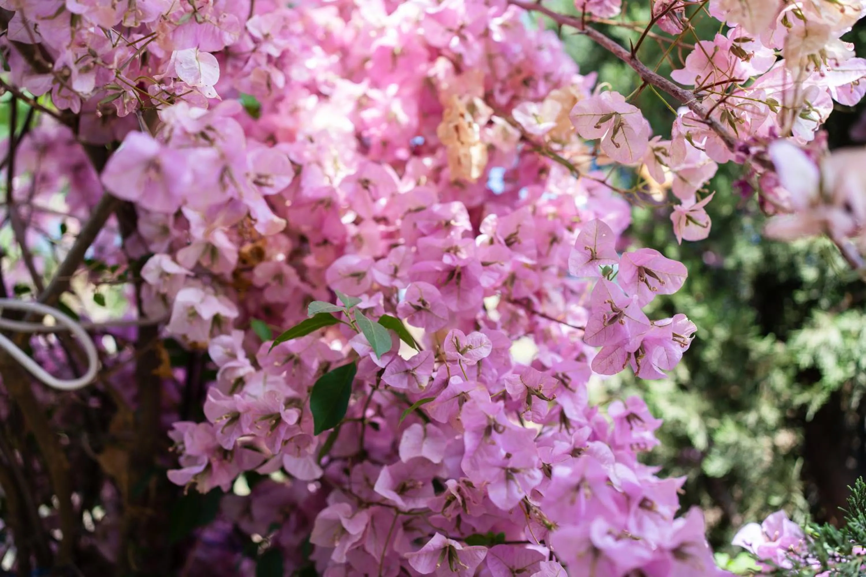 Day in The Bougainvillea Retreat - A Luxury Private Pool Villa in Dehradun