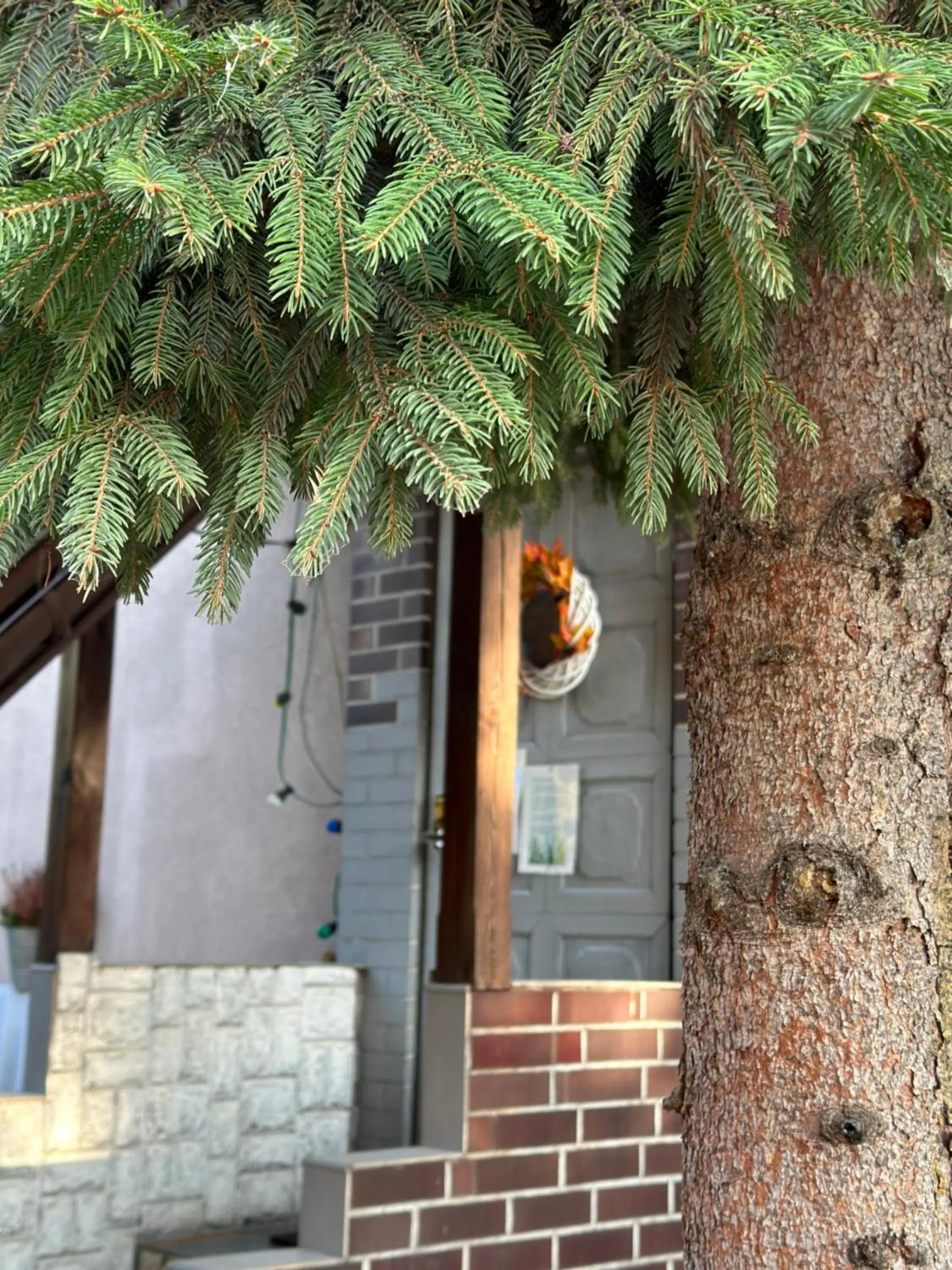 Szumi Las Bed & Breakfast