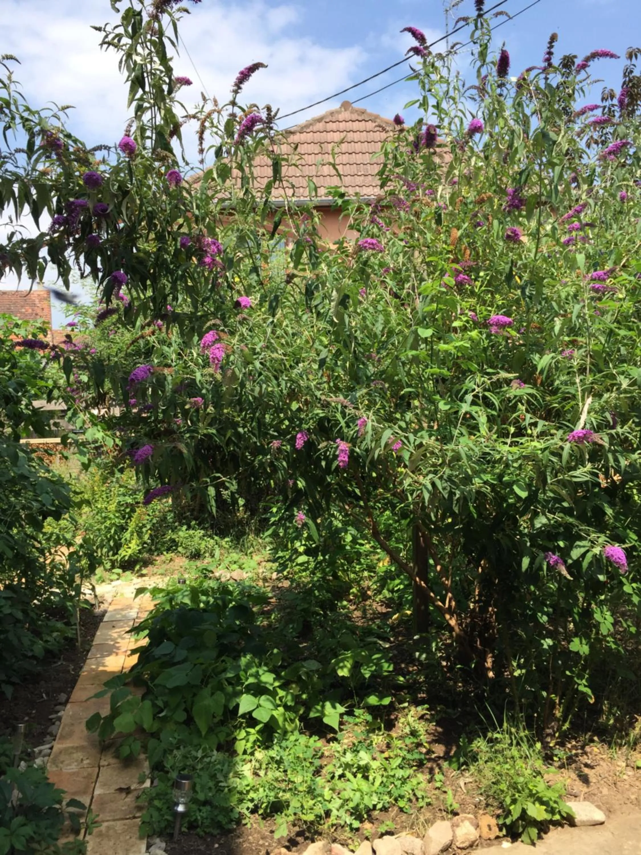 Garden in Chambre spacieuse dans joli village alsacien
