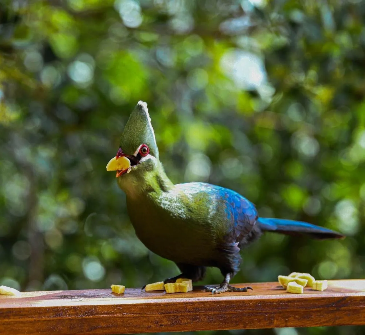 Day in Forest Hill Wilderness