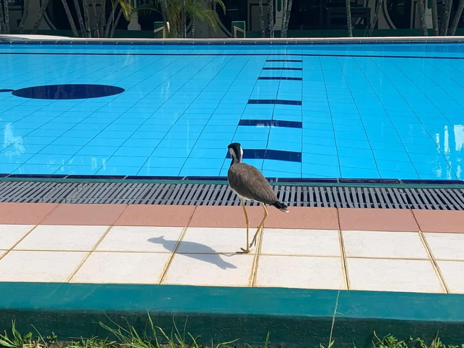 Swimming pool in Sagarika Beach Hotel