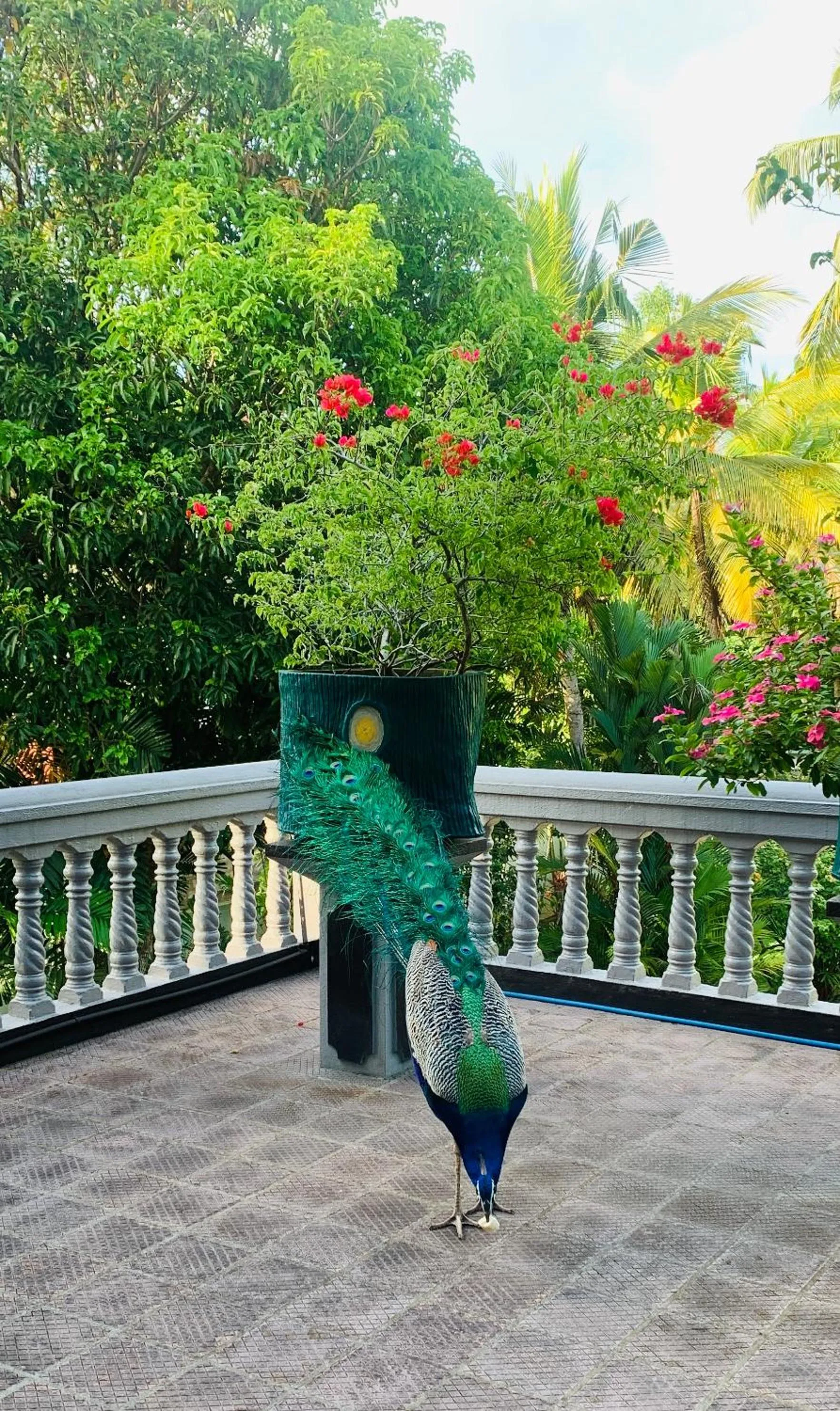 Balcony/Terrace in Sagarika Beach Hotel
