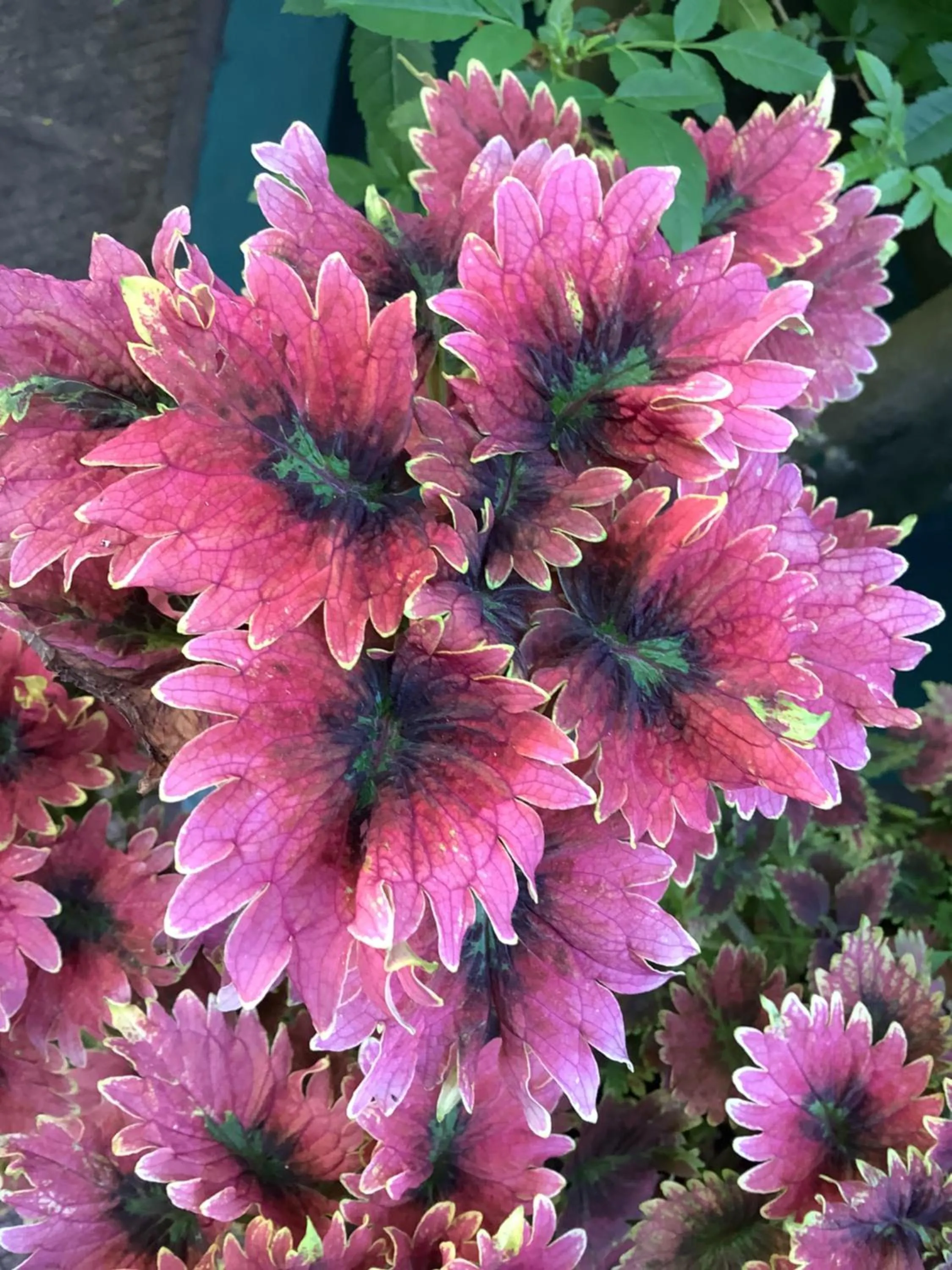 Garden in Sagarika Beach Hotel