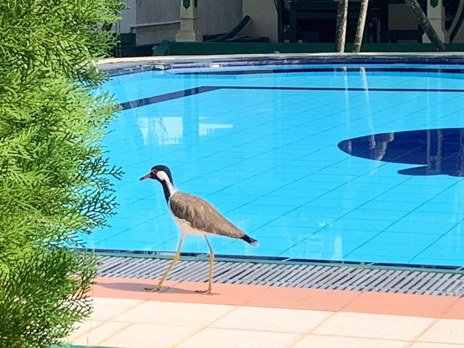 Swimming pool in Sagarika Beach Hotel