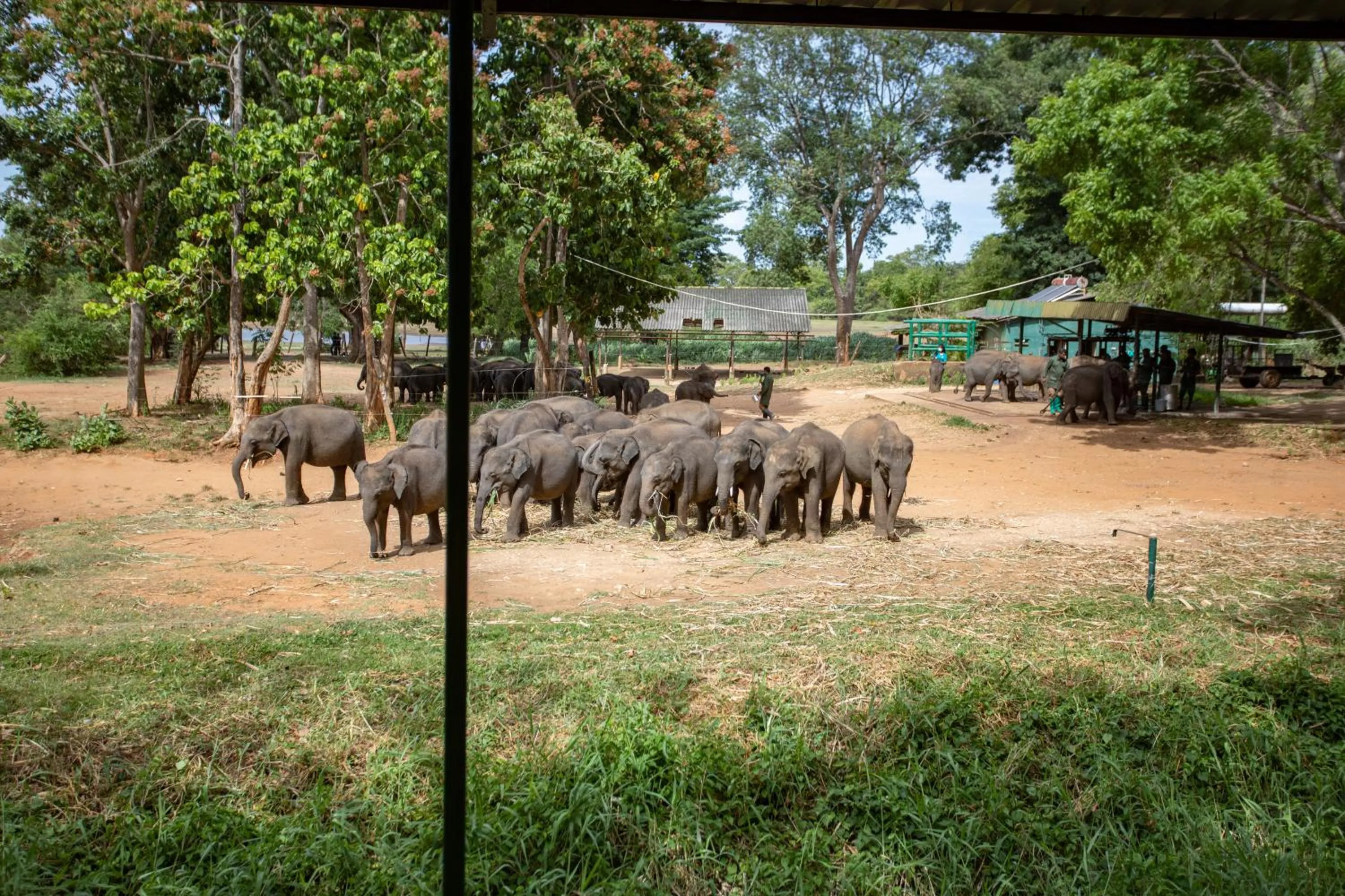 Animals in Kalu's Hideaway Udawalawe