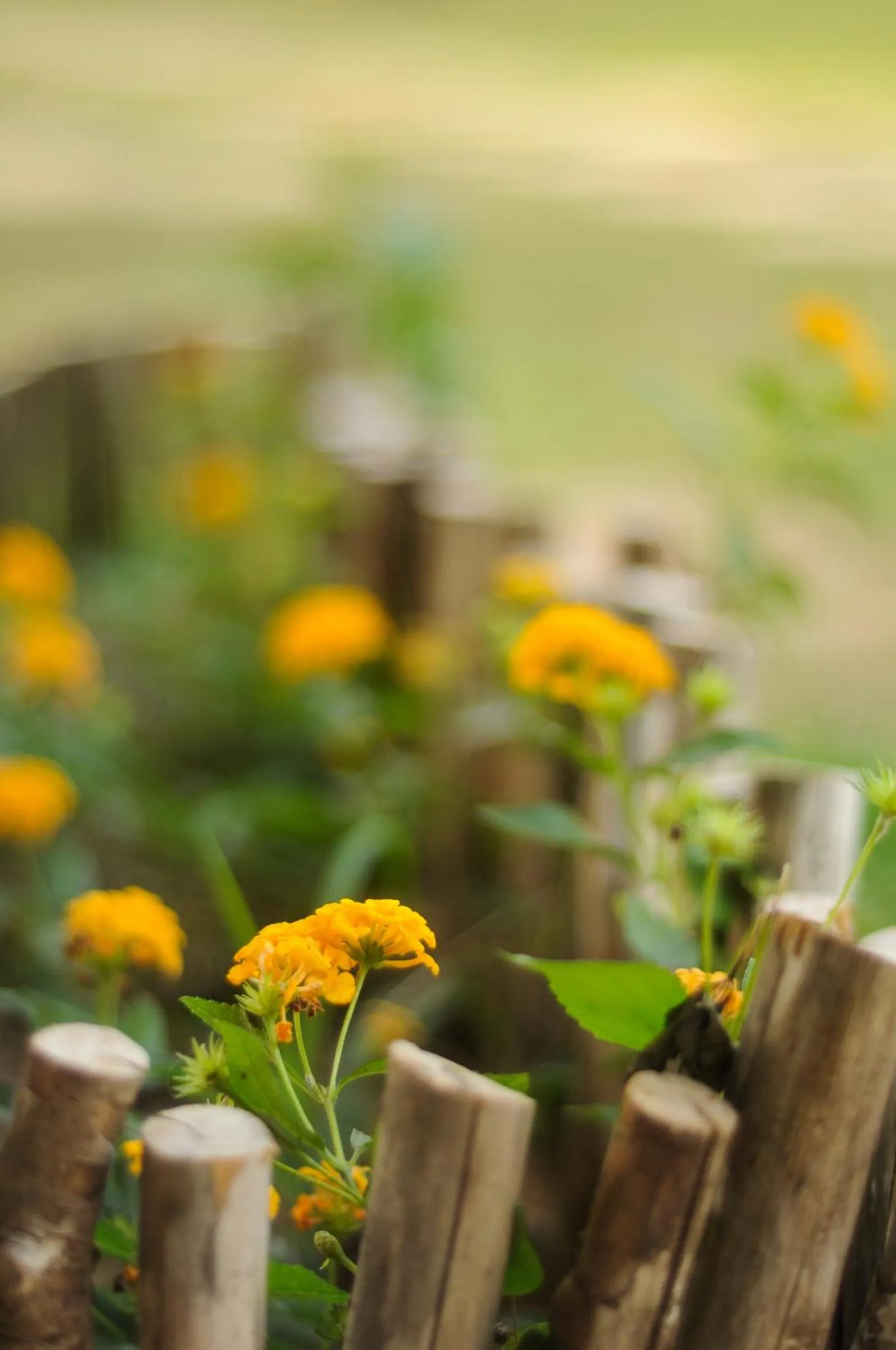 Patio in Vida do Mar