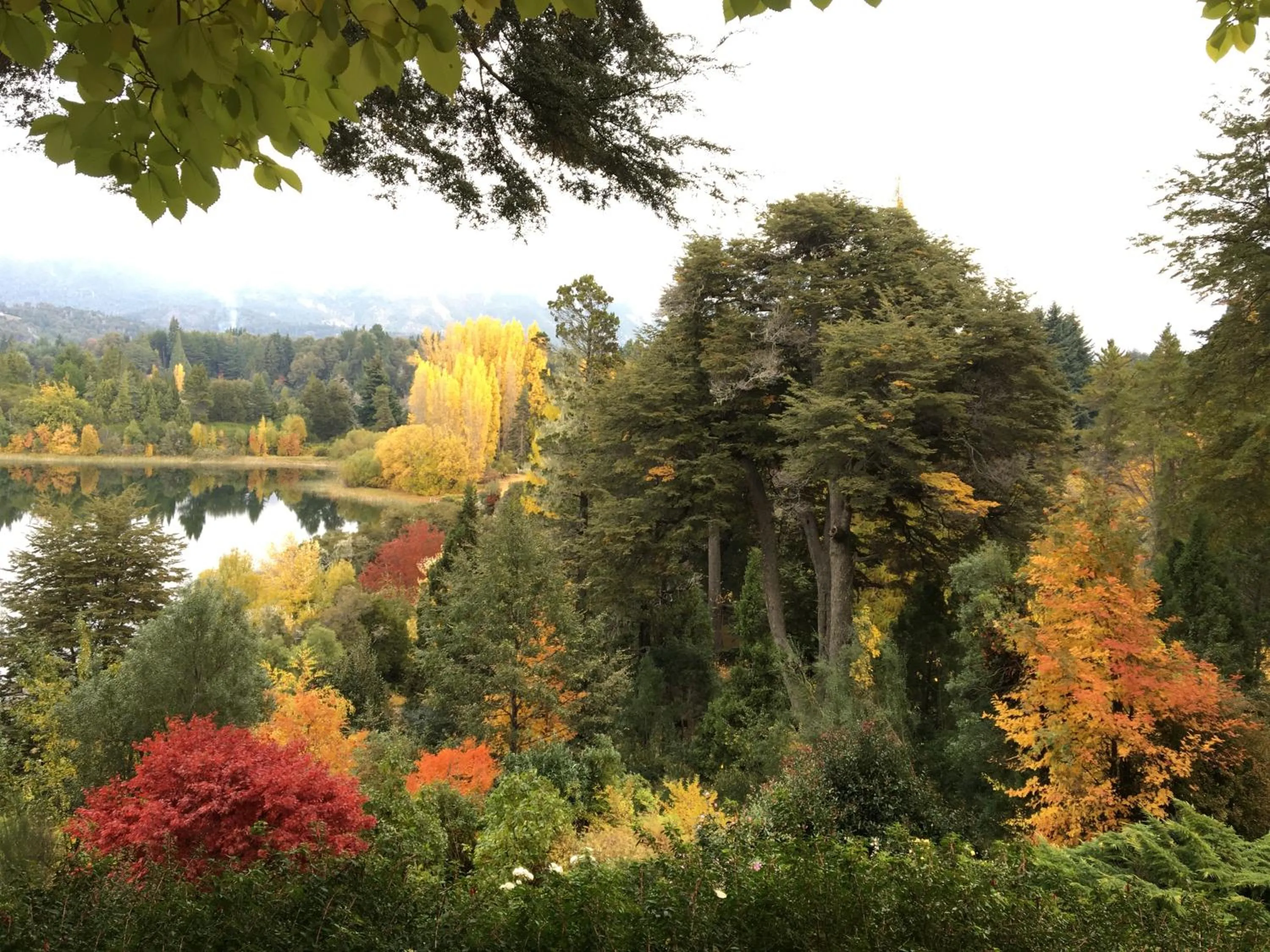 Garden in Bellevue