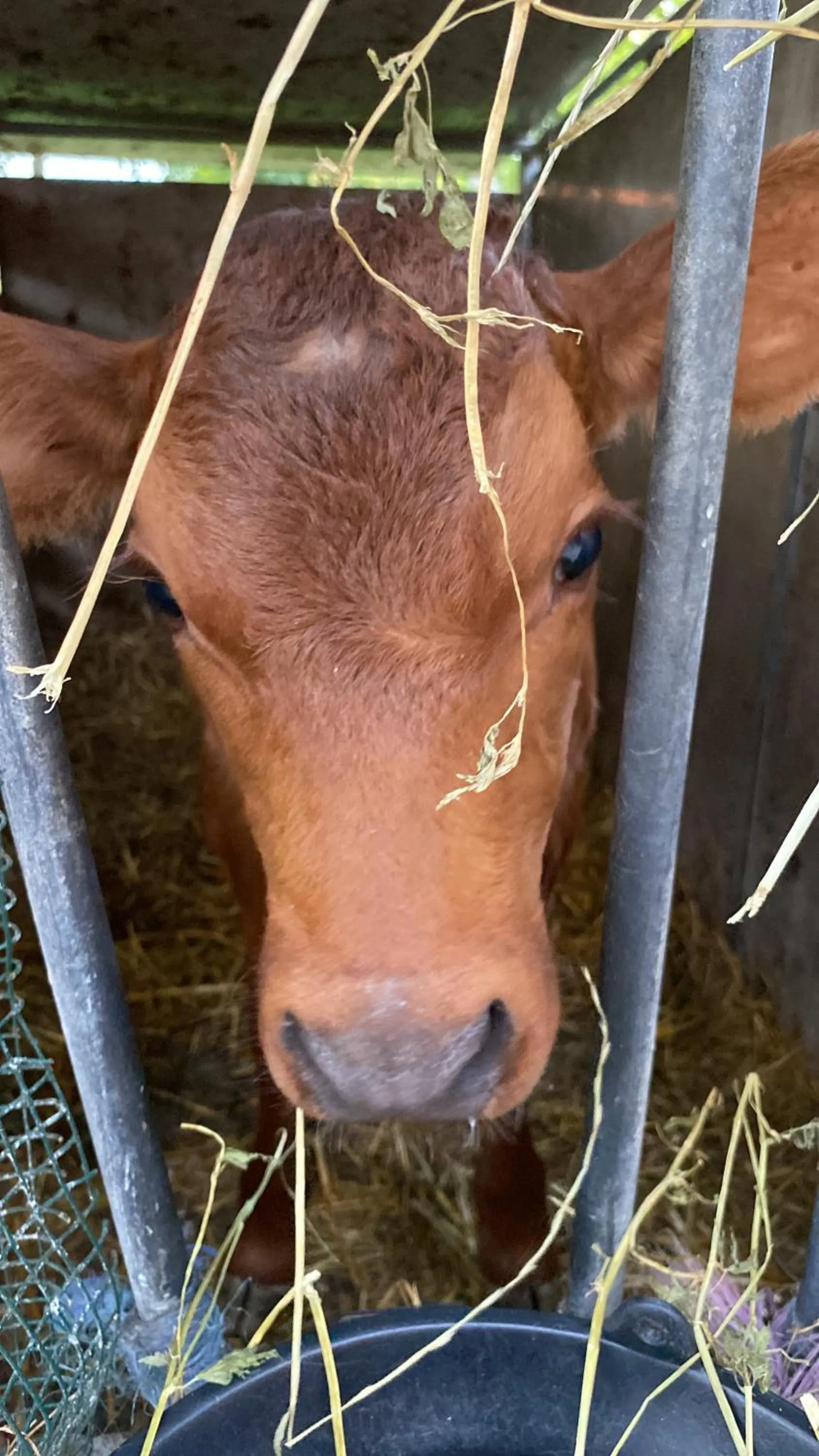 Villa Orsini - A Retreat in Pisa - Food and Relax