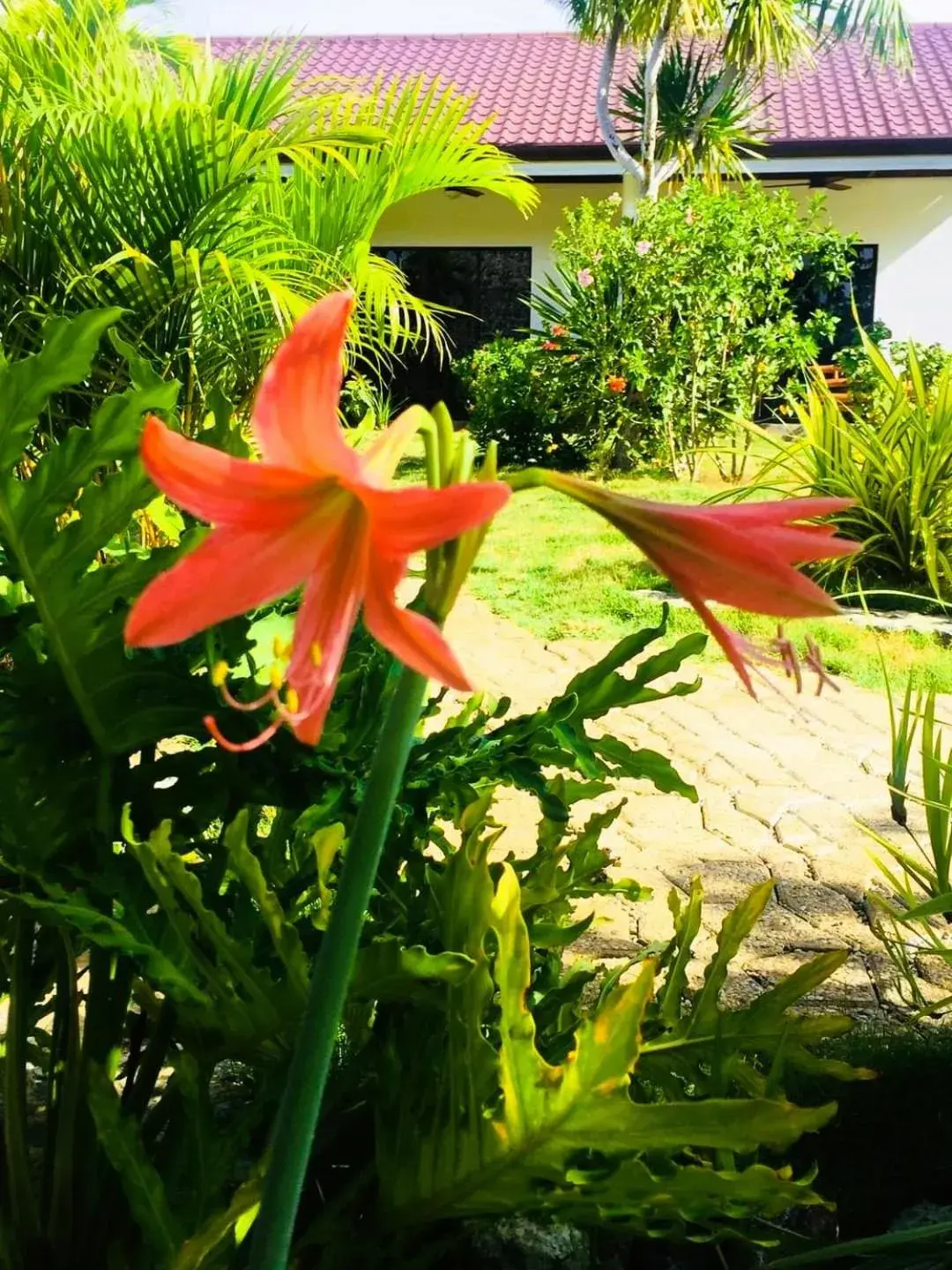 Garden view in Cabagnow Seaside Resort Garden view in Cabagnow Seaside Resort