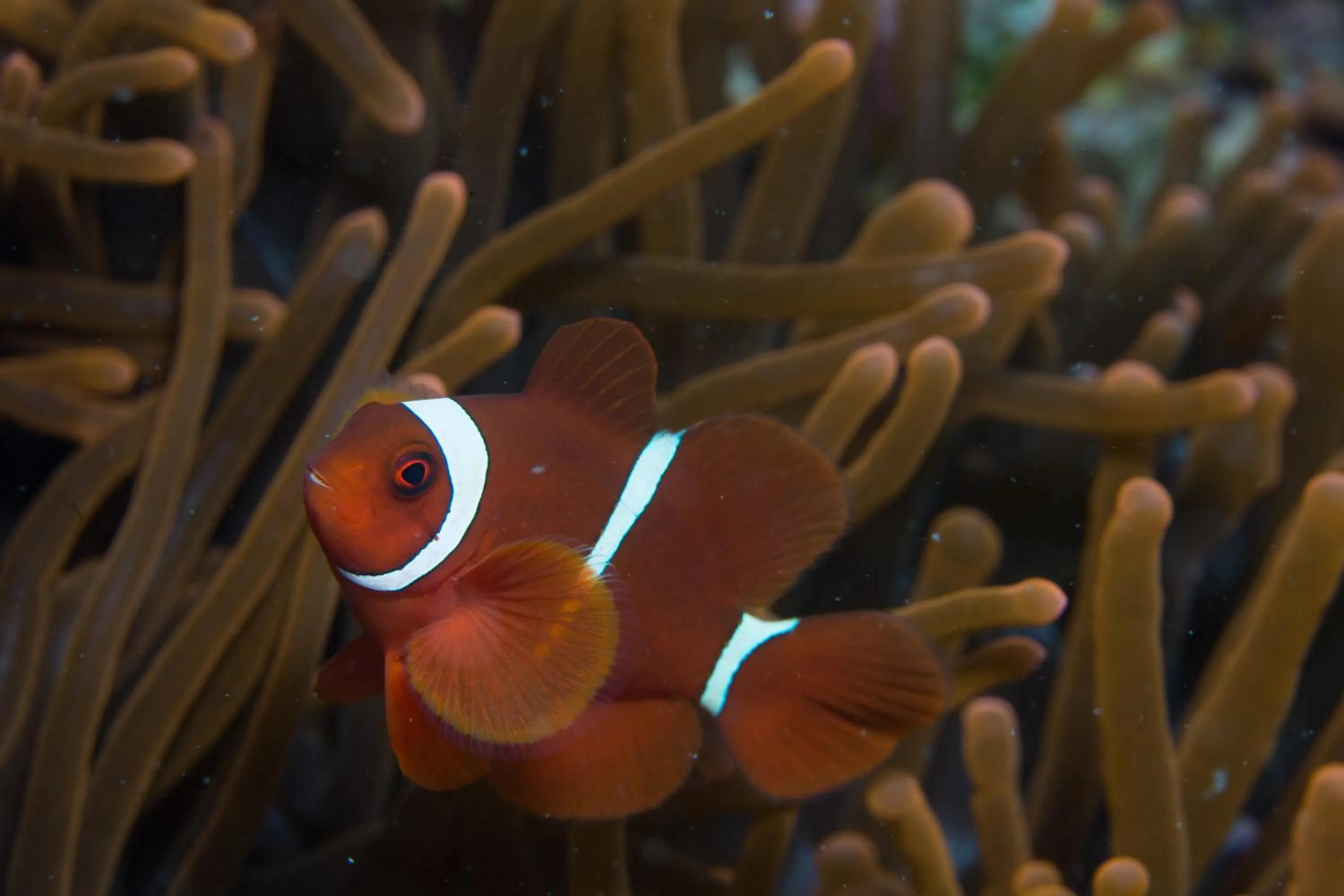 Diving in Cabagnow Seaside Resort