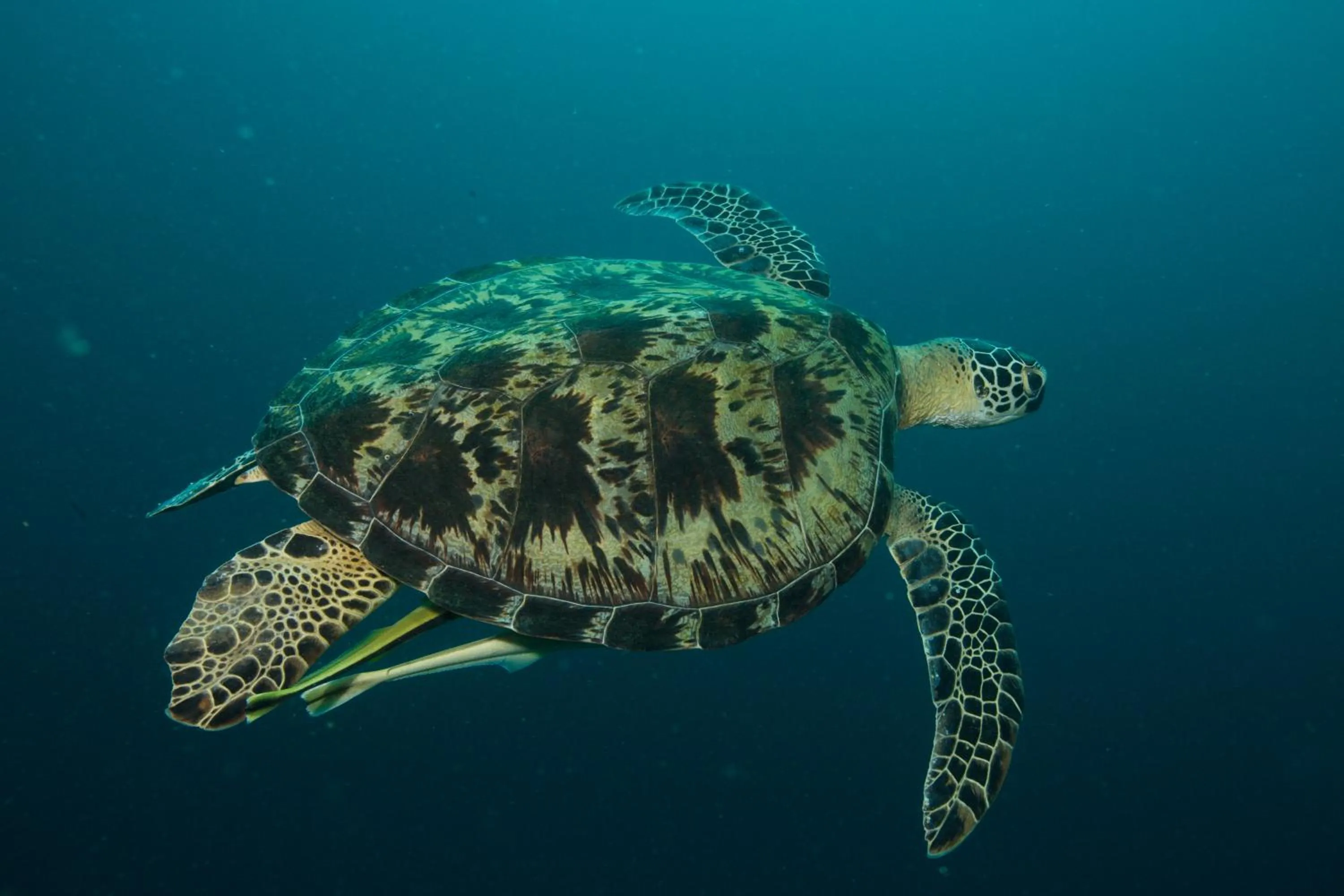 Diving in Cabagnow Seaside Resort