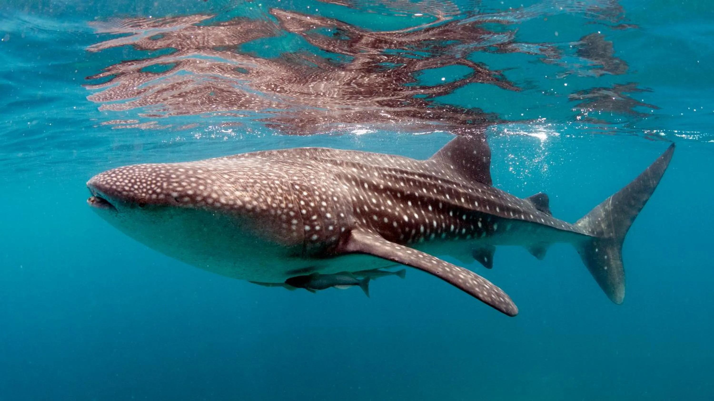 Diving in Cabagnow Seaside Resort