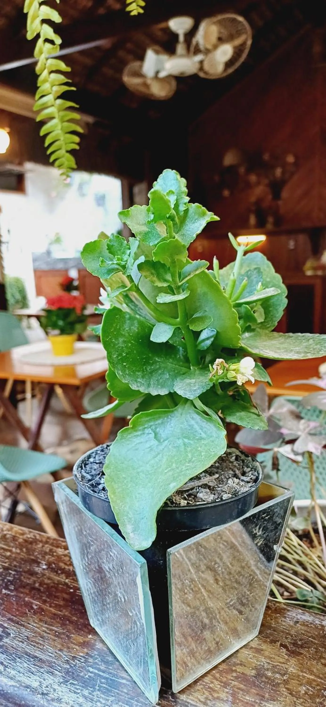 Pousada Horizonte dos Borbas