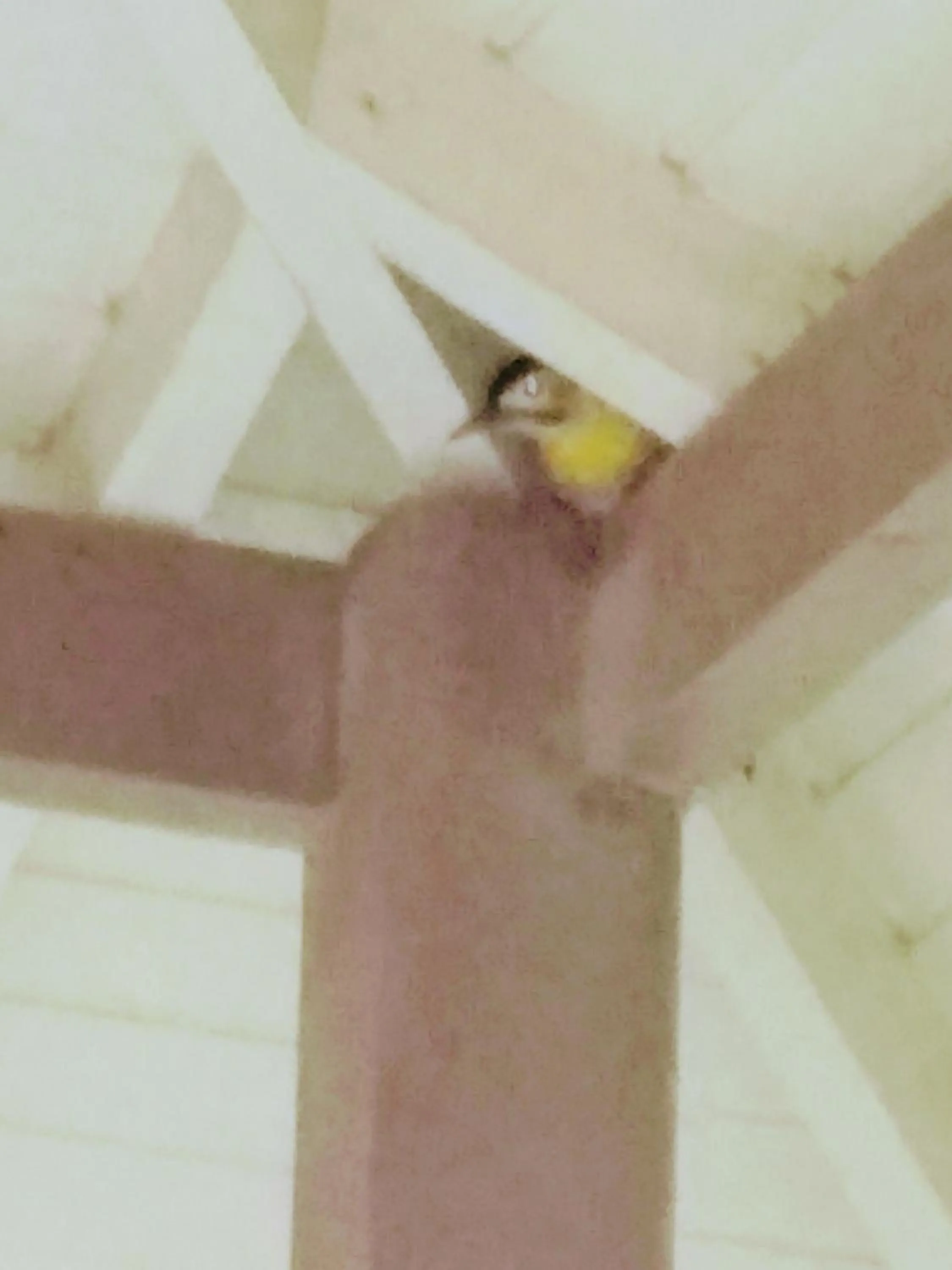 Pousada Pica Pau