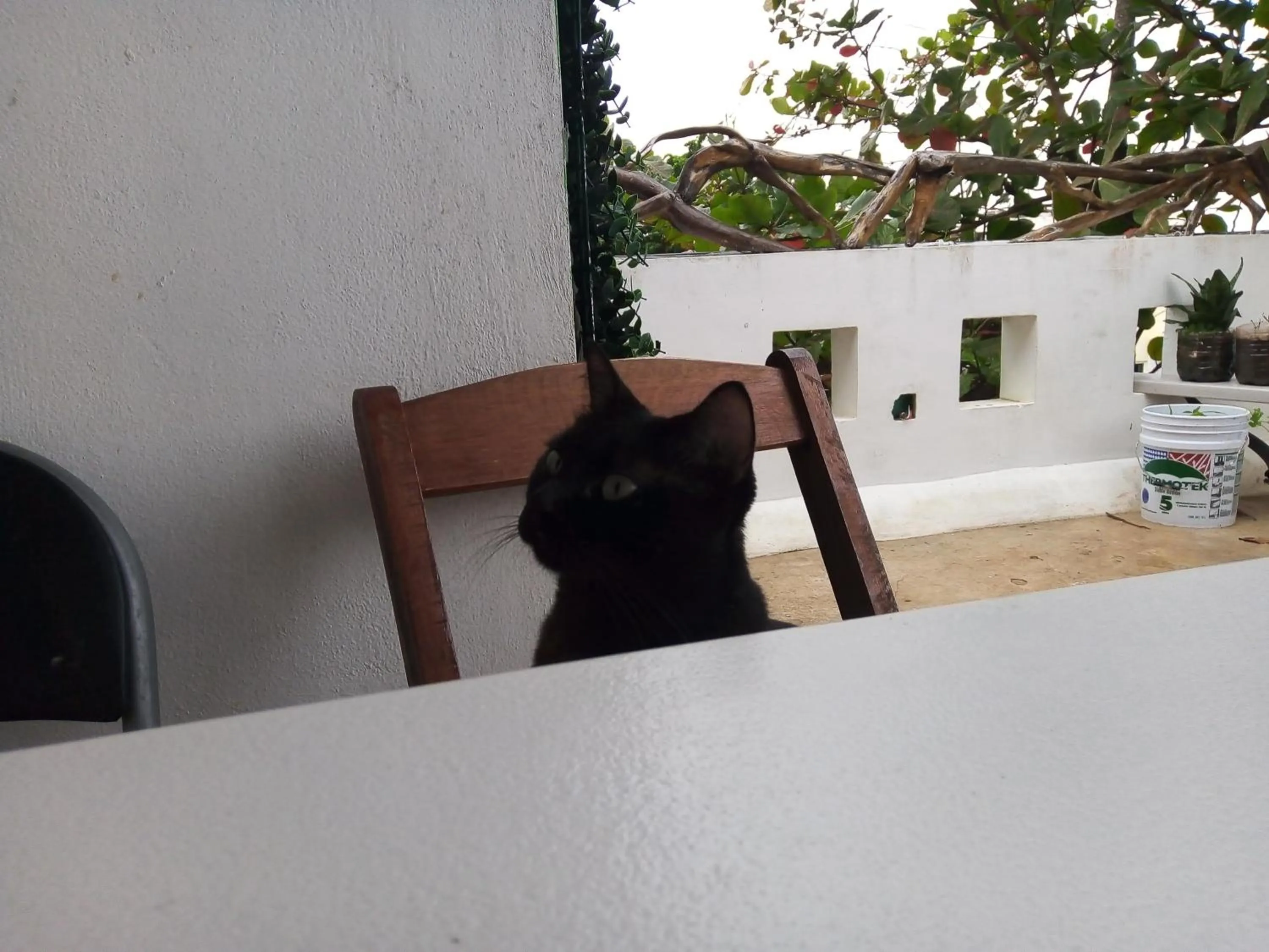 Pets in The Green Village Boutique Hotel