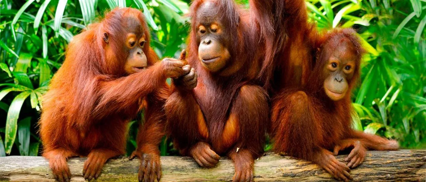 Animals in Prima B&B Hostel