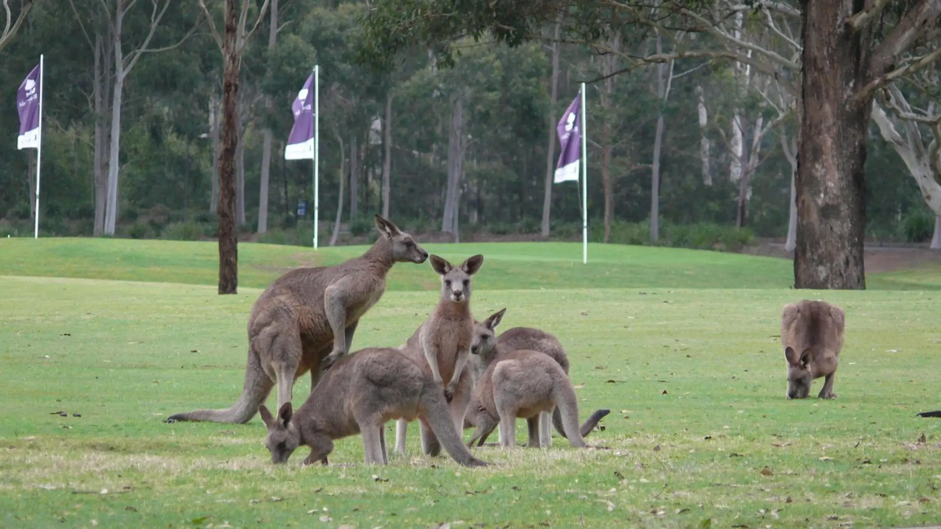 Riverside Oaks Golf Resort Riverside Oaks Golf Resort
