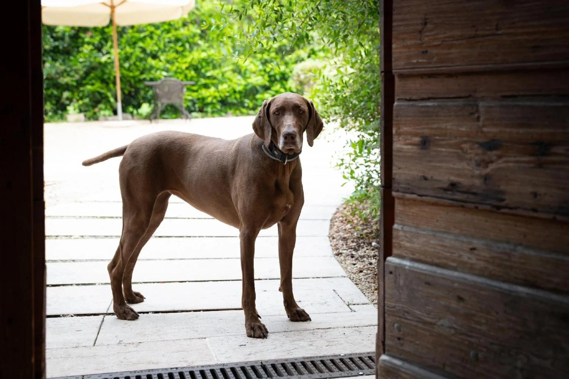 Pets in B&B Corte Jago