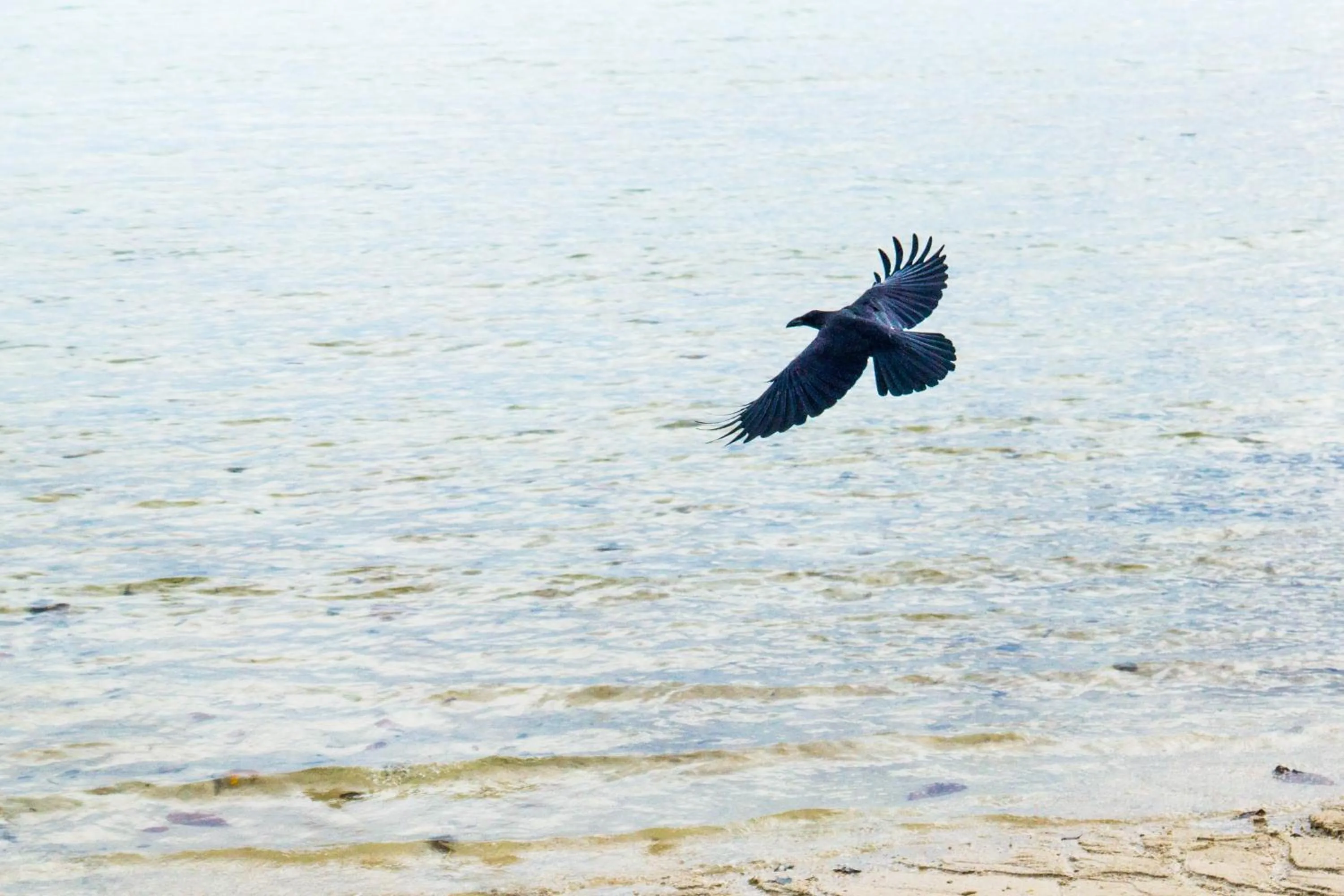 Animals in The Reef Resort