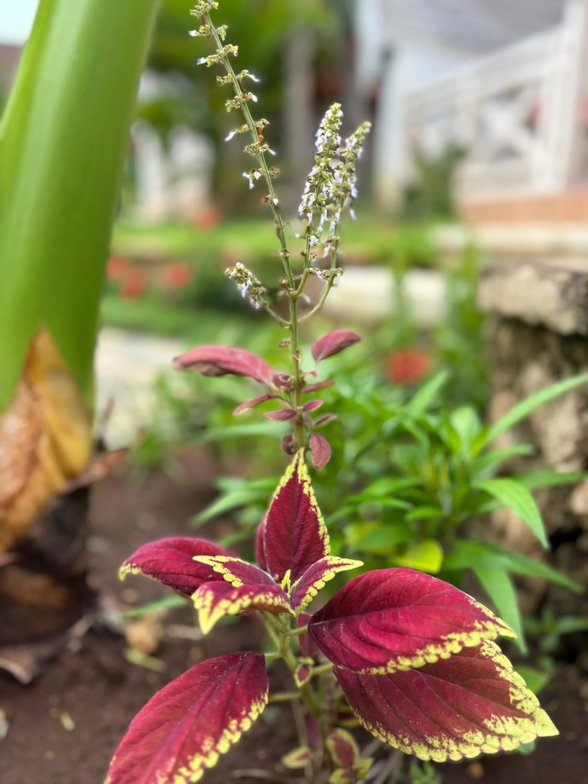View (from property/room) in Daghan Cottage Nusa Penida