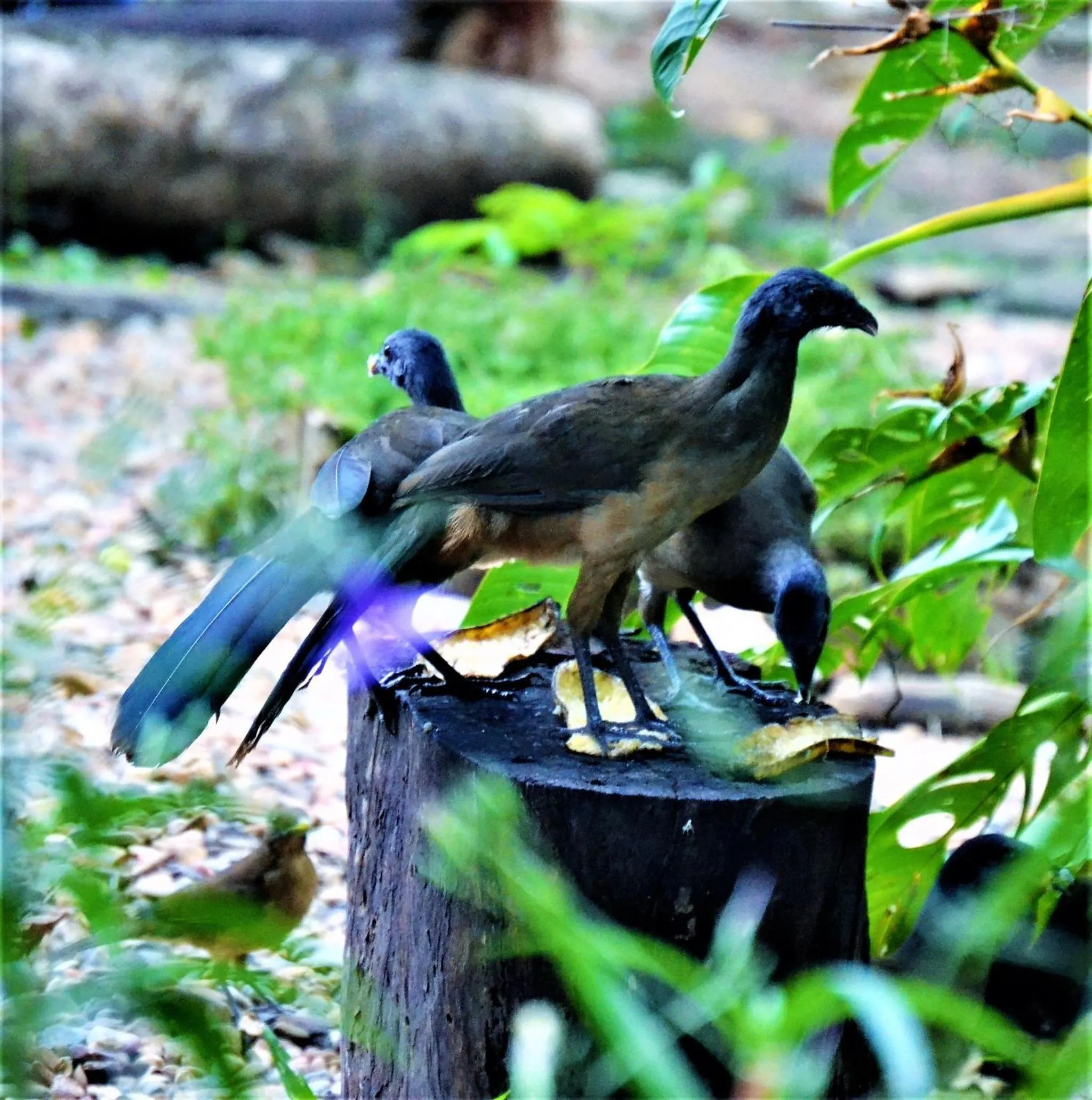 Animals in Jungle Like Oasis in San Ignacio - Secluded Cabaa Retreat Close To Mayan Ruins