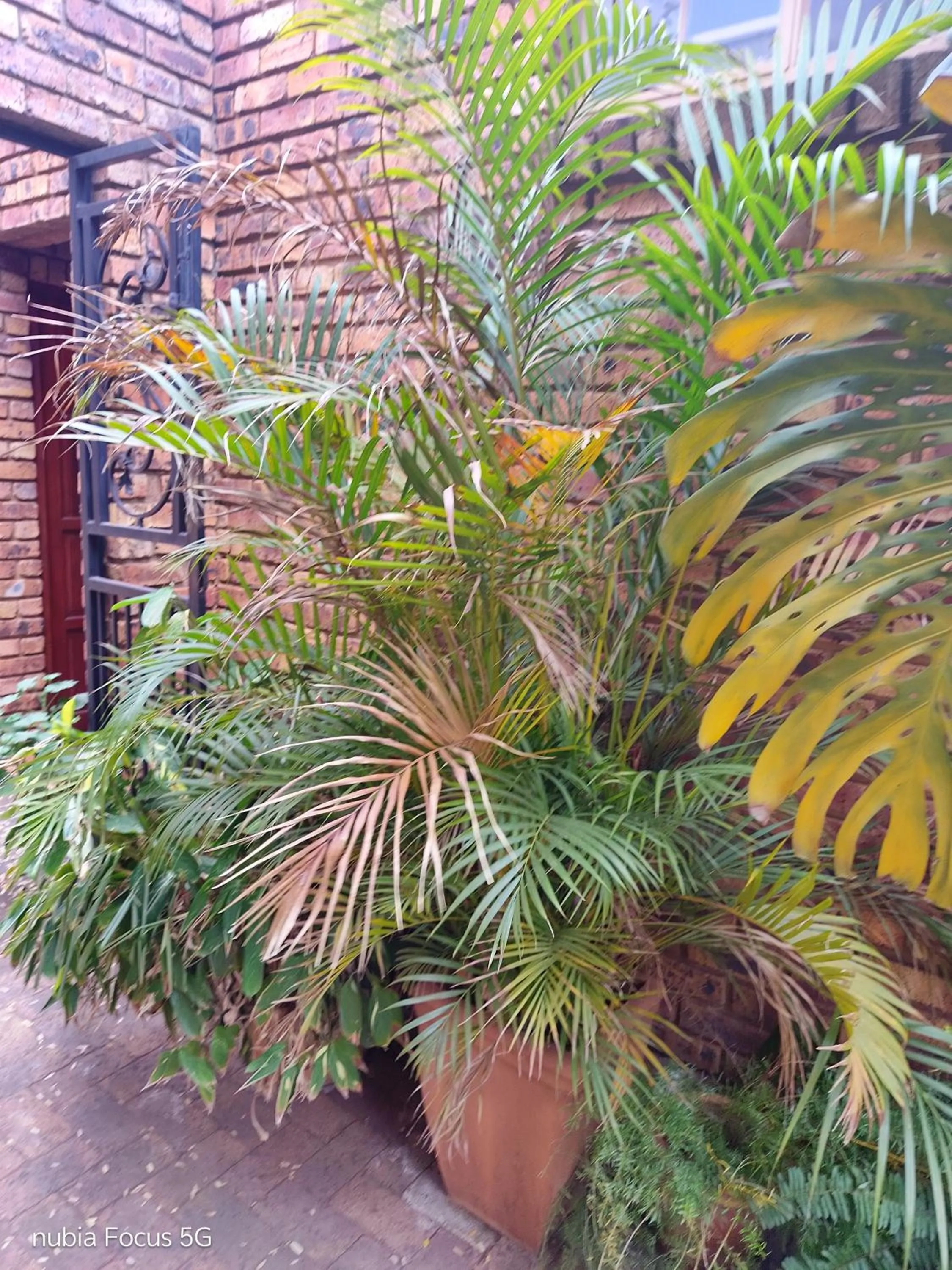 Feather Tree Bed and Breakfast