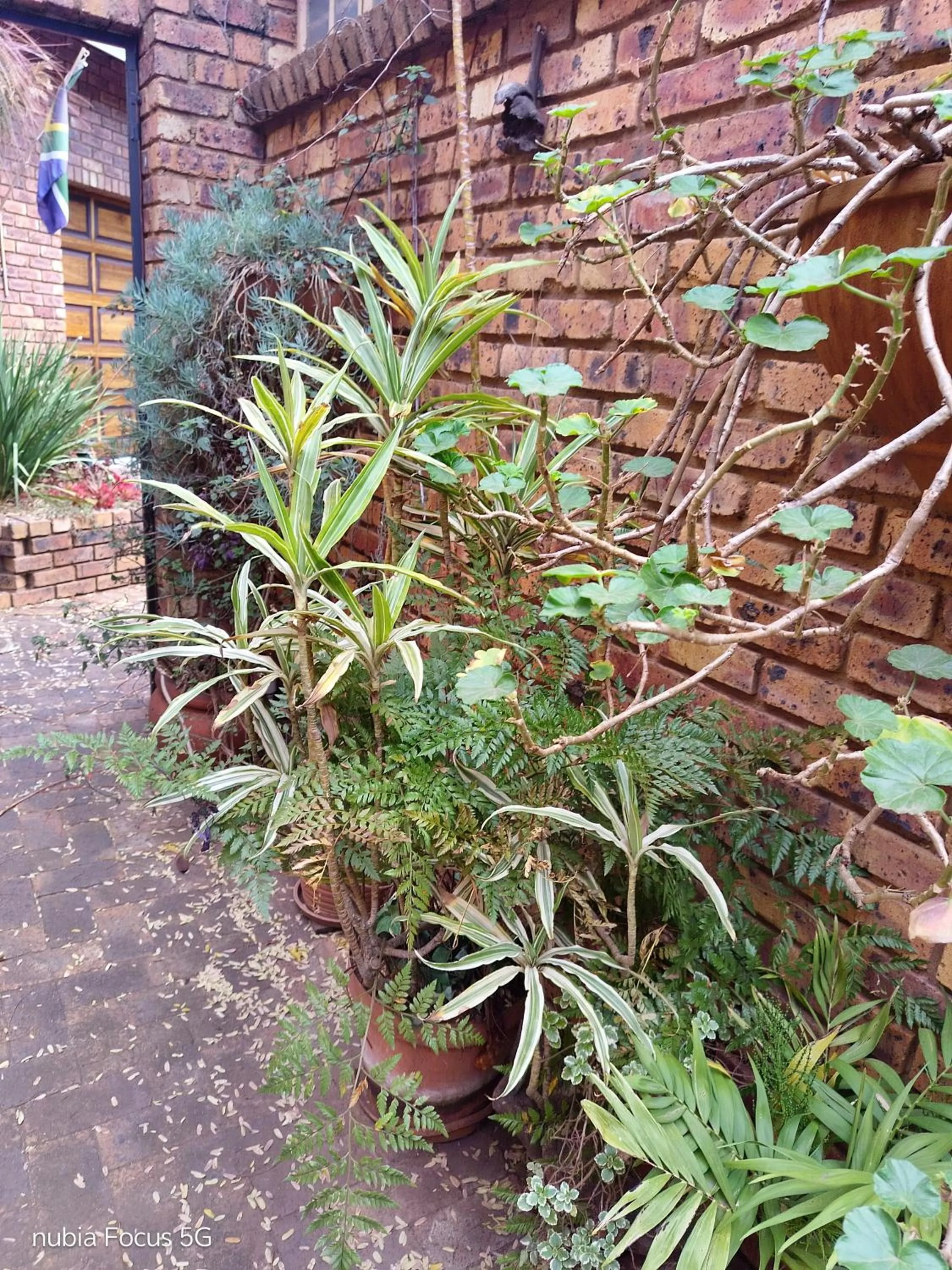 Feather Tree Bed and Breakfast
