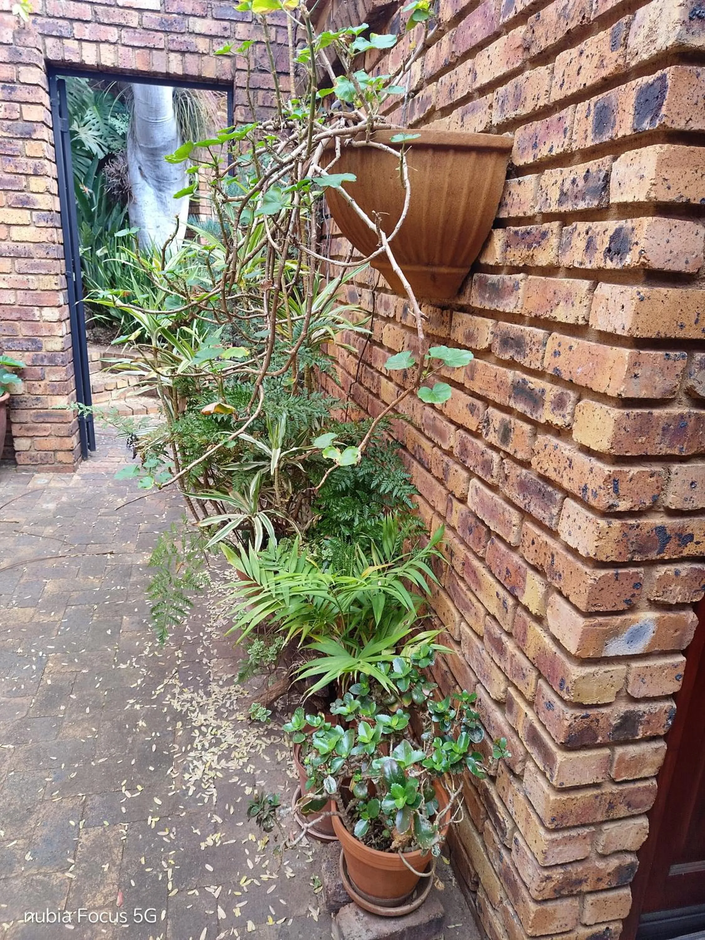 Feather Tree Bed and Breakfast