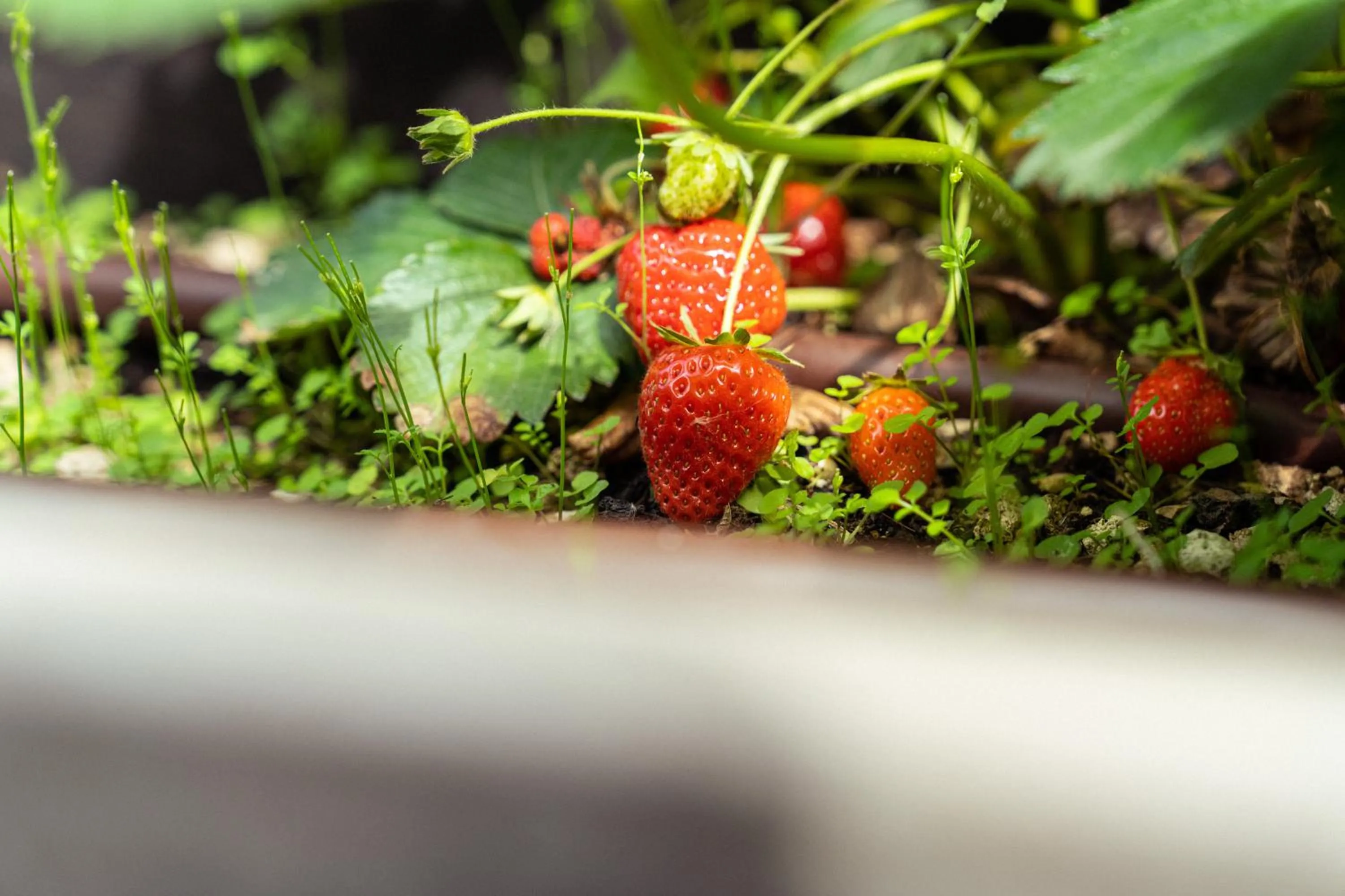 Garden in La Forestale Luxury Ecolodge - La Suite Royale