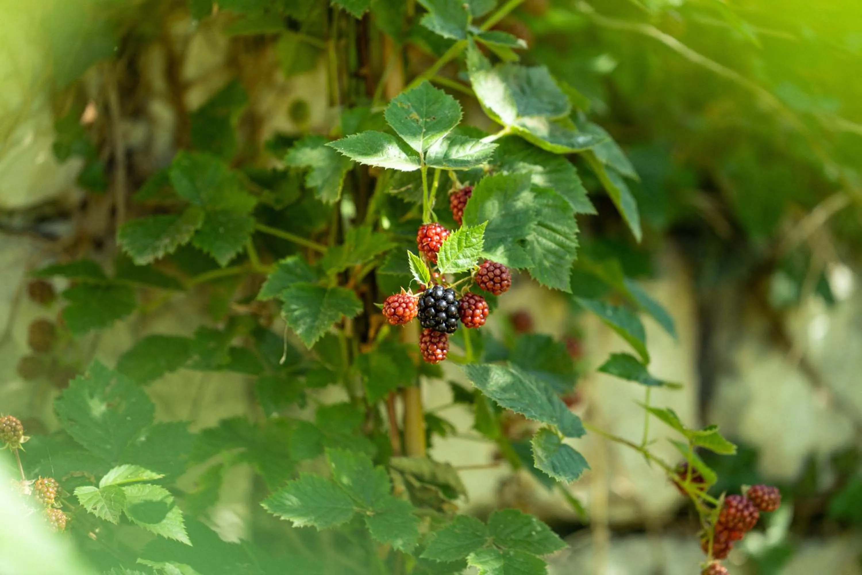 Spring in La Forestale Luxury Ecolodge - La Suite Royale