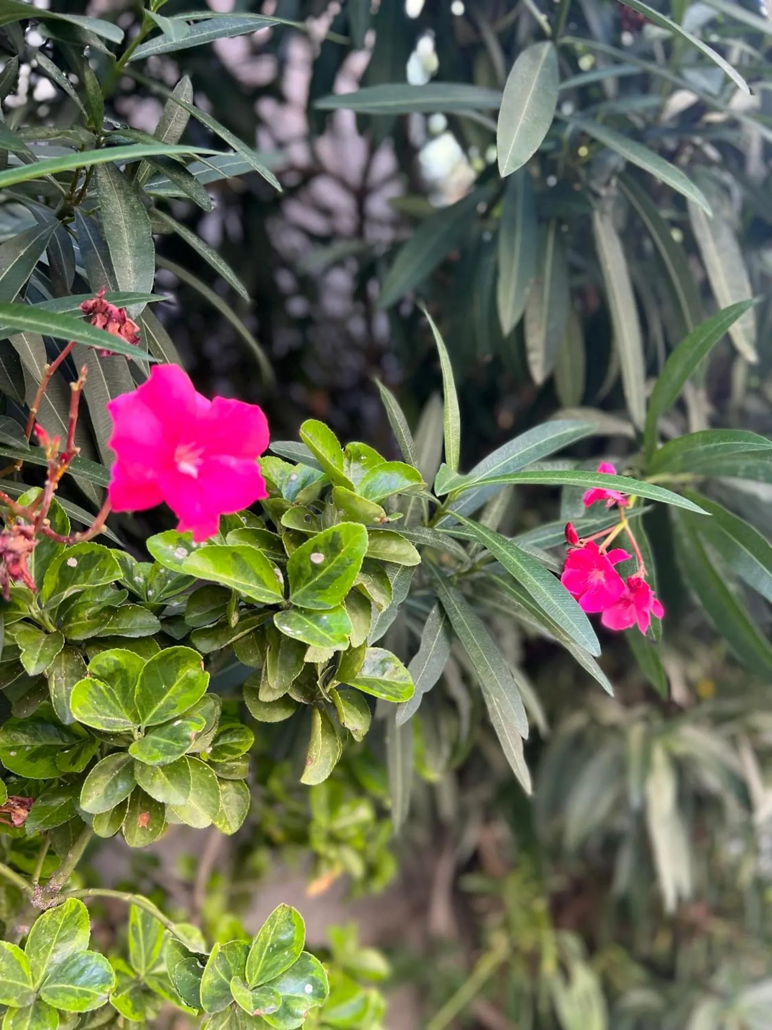 Garden in Apartaments Turístics Conseller