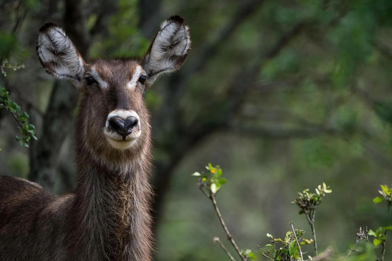 Garden view in Safari Moon Luxury Bush Lodge