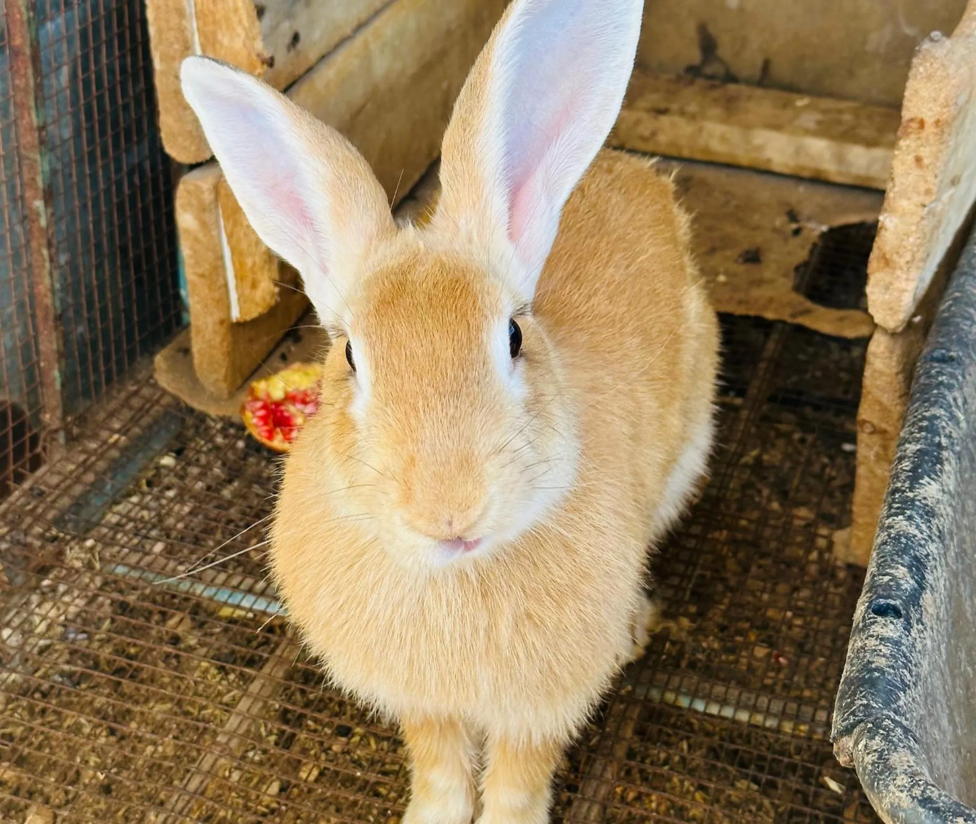 Property building in Celebi Garden Hotel - Cittaslow Retreat