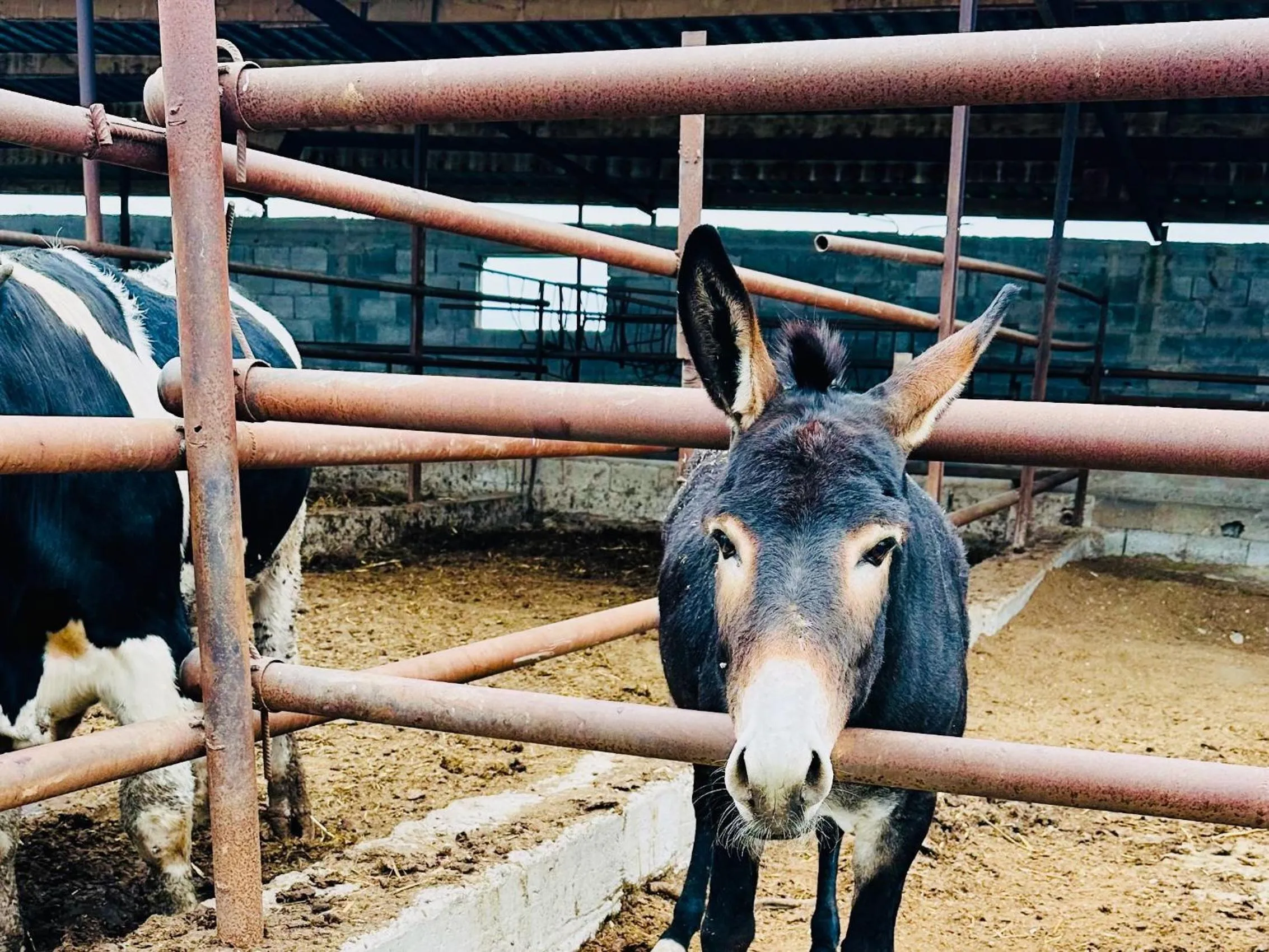 Area and facilities in Celebi Garden Hotel - Cittaslow Retreat