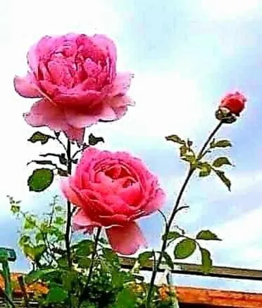 Heatherdale Guesthouse & Shuttle Services