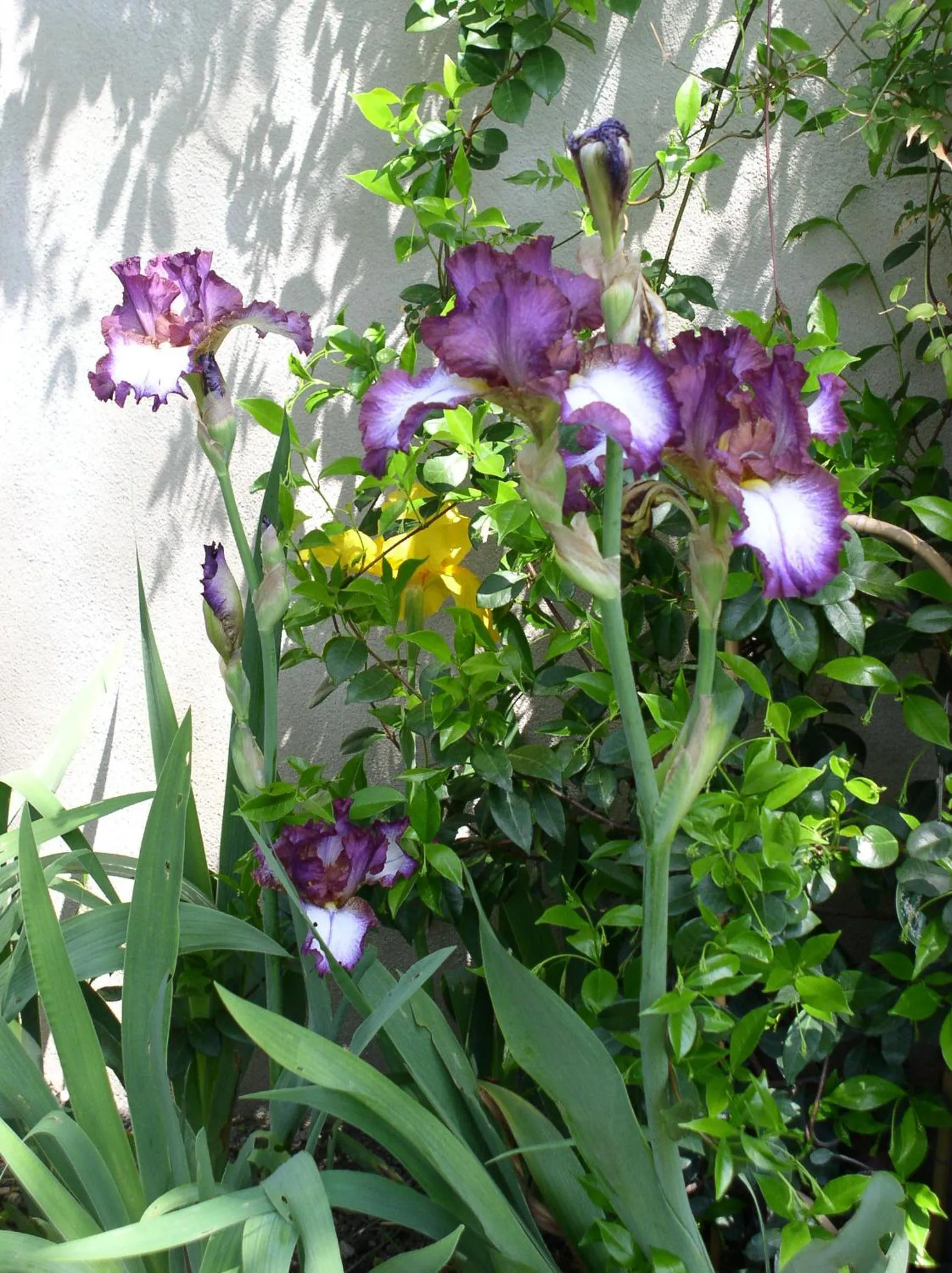 Garden in La Maison de Sophie