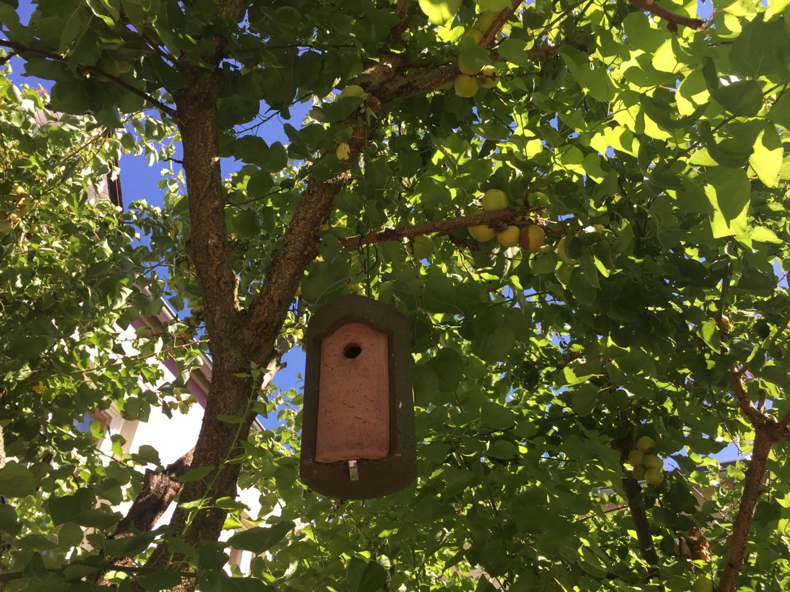 Garden in Jugendstil-Hof