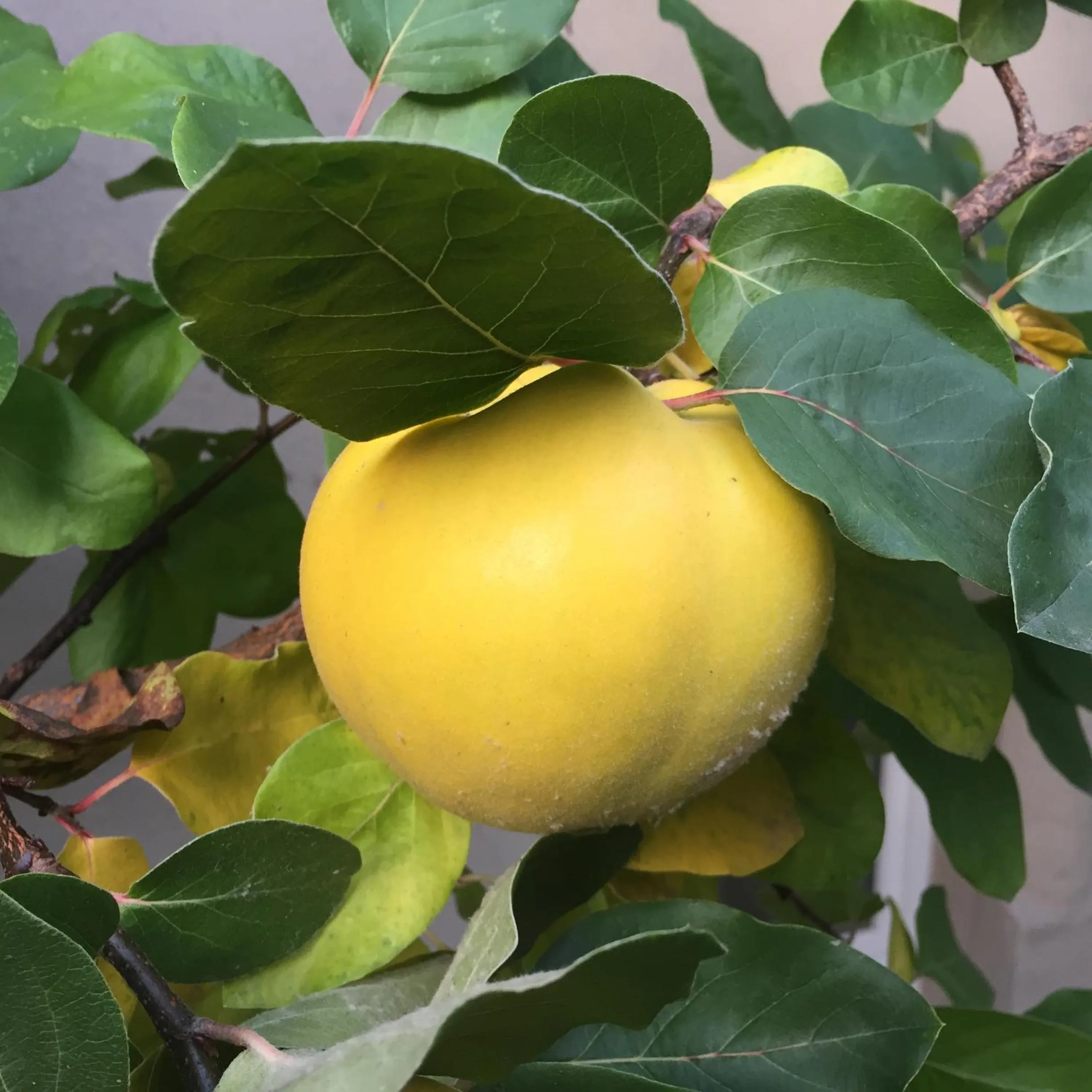 Garden in Jugendstil-Hof