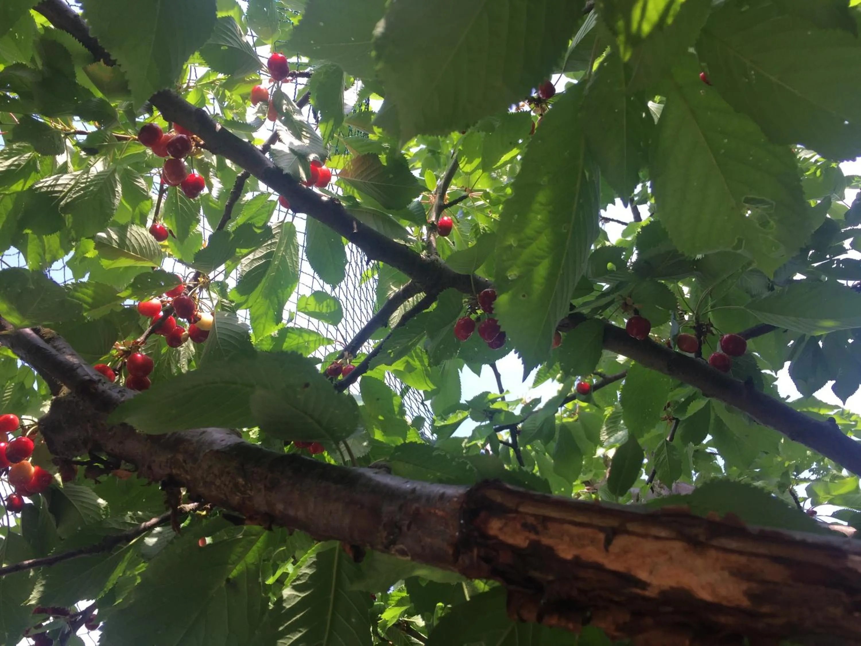Garden in Jugendstil-Hof