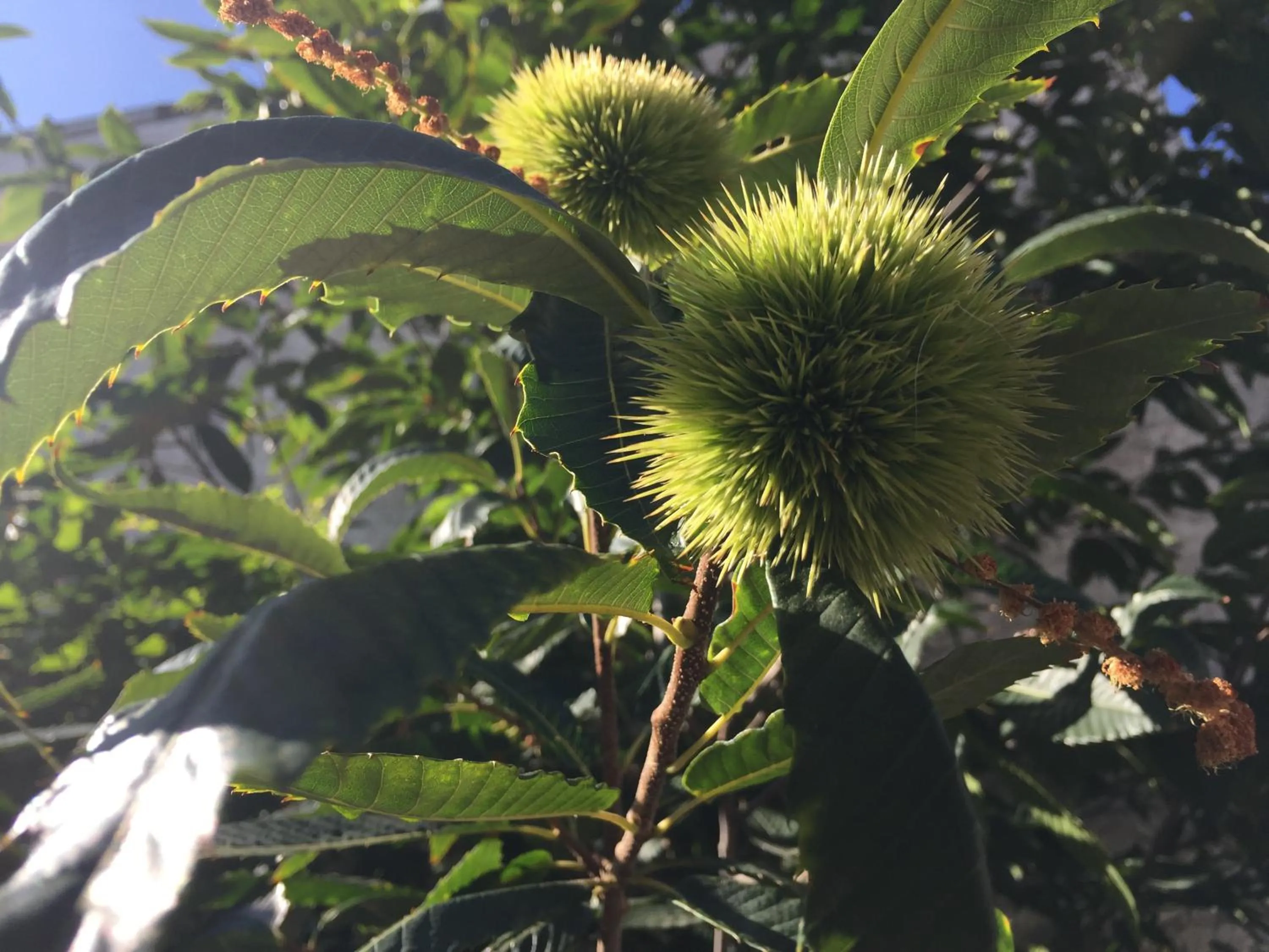 Garden in Jugendstil-Hof