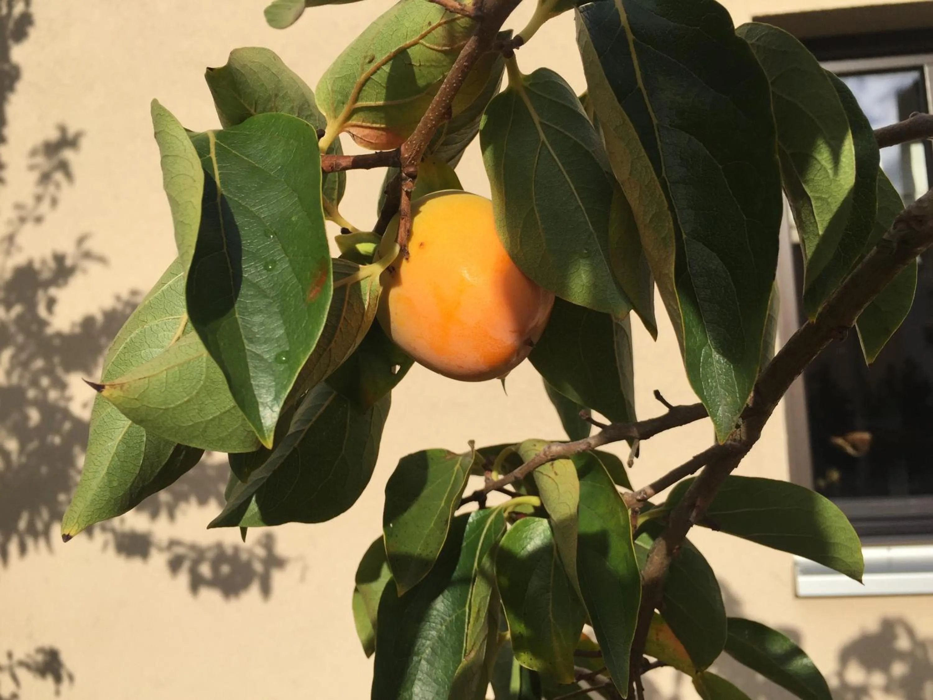 Garden in Jugendstil-Hof