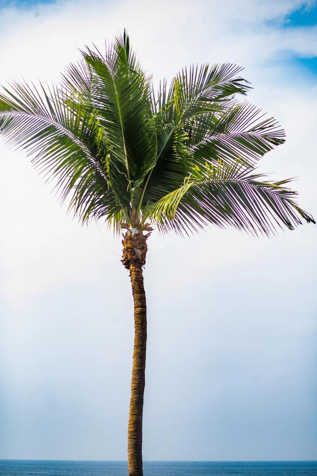 Quinta Maria Cortez Beach Hotel