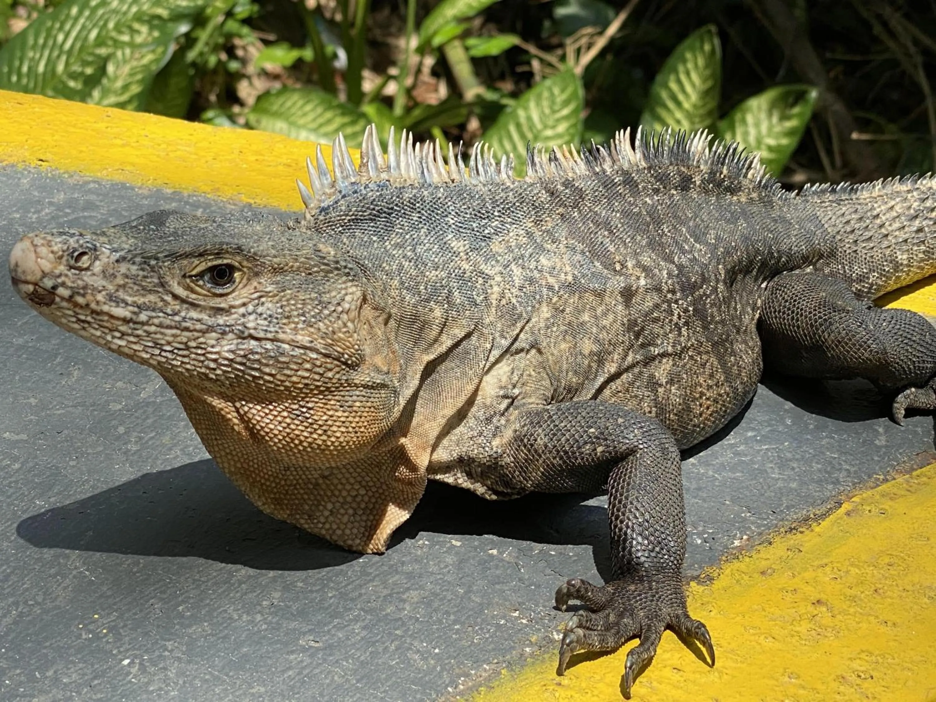 Animals in La Posada Jungle Hotel