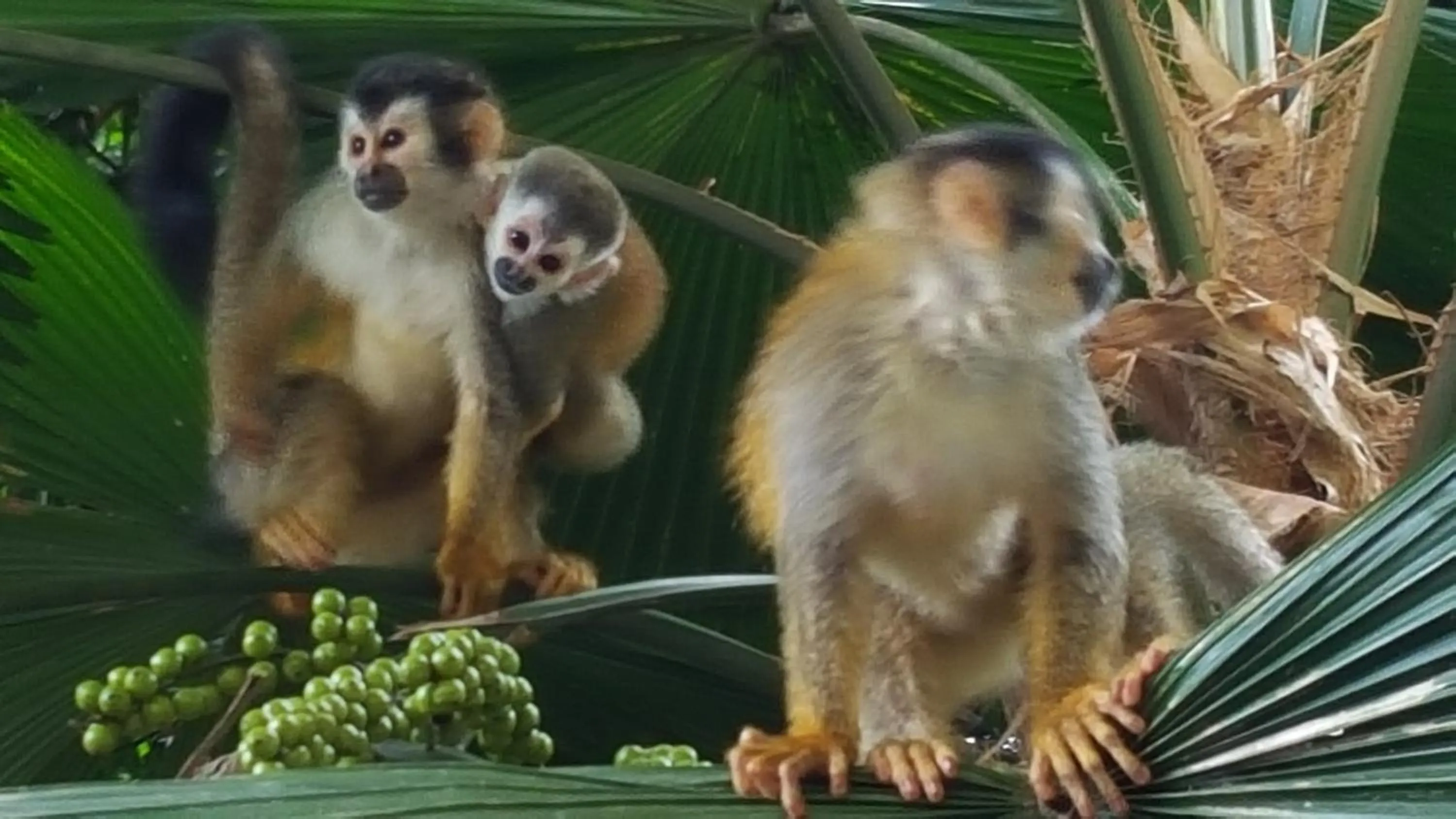 Animals in La Posada Jungle Hotel