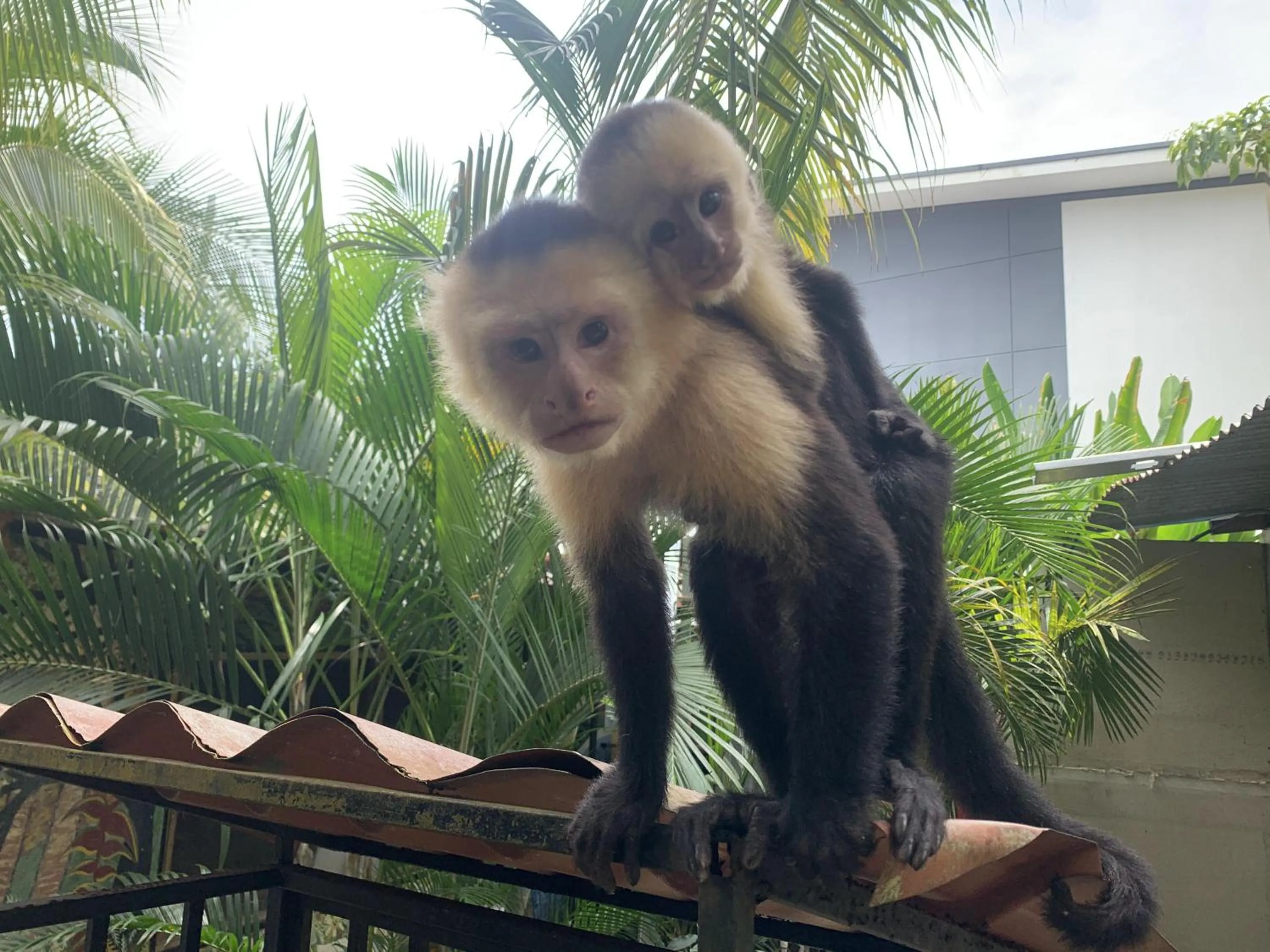 Animals in La Posada Jungle Hotel